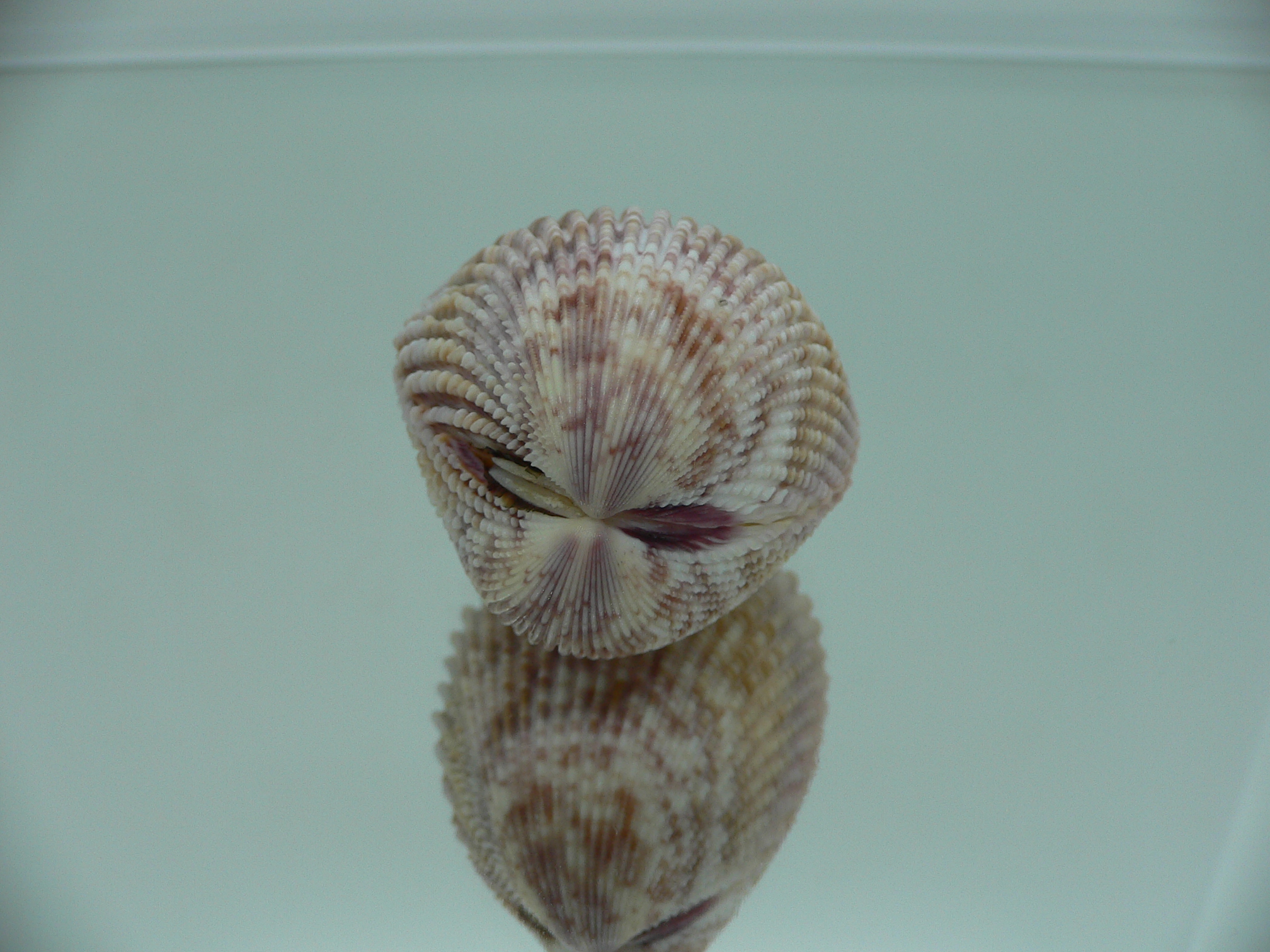 Vasticardium assimile IDEAL