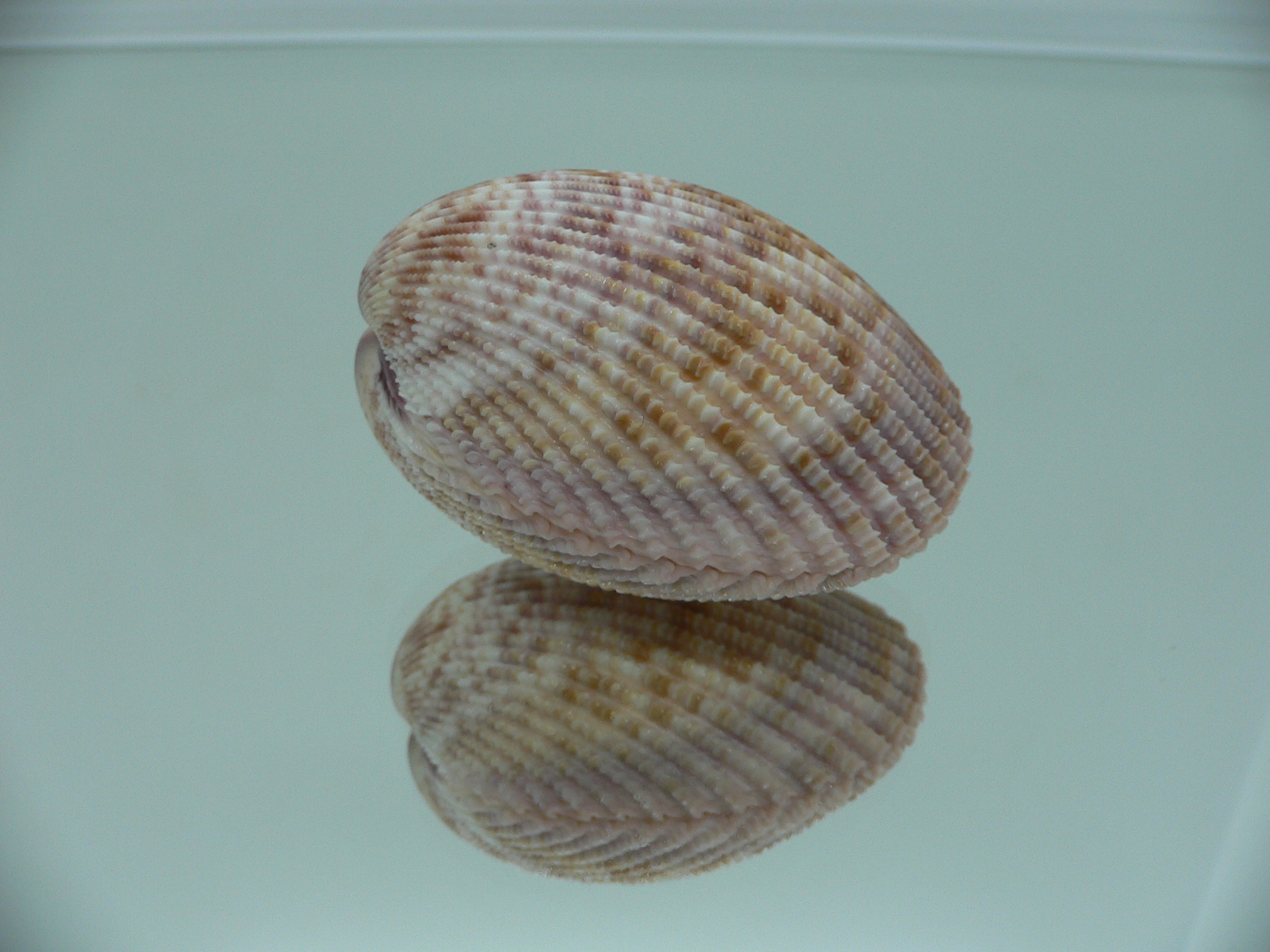 Vasticardium assimile IDEAL