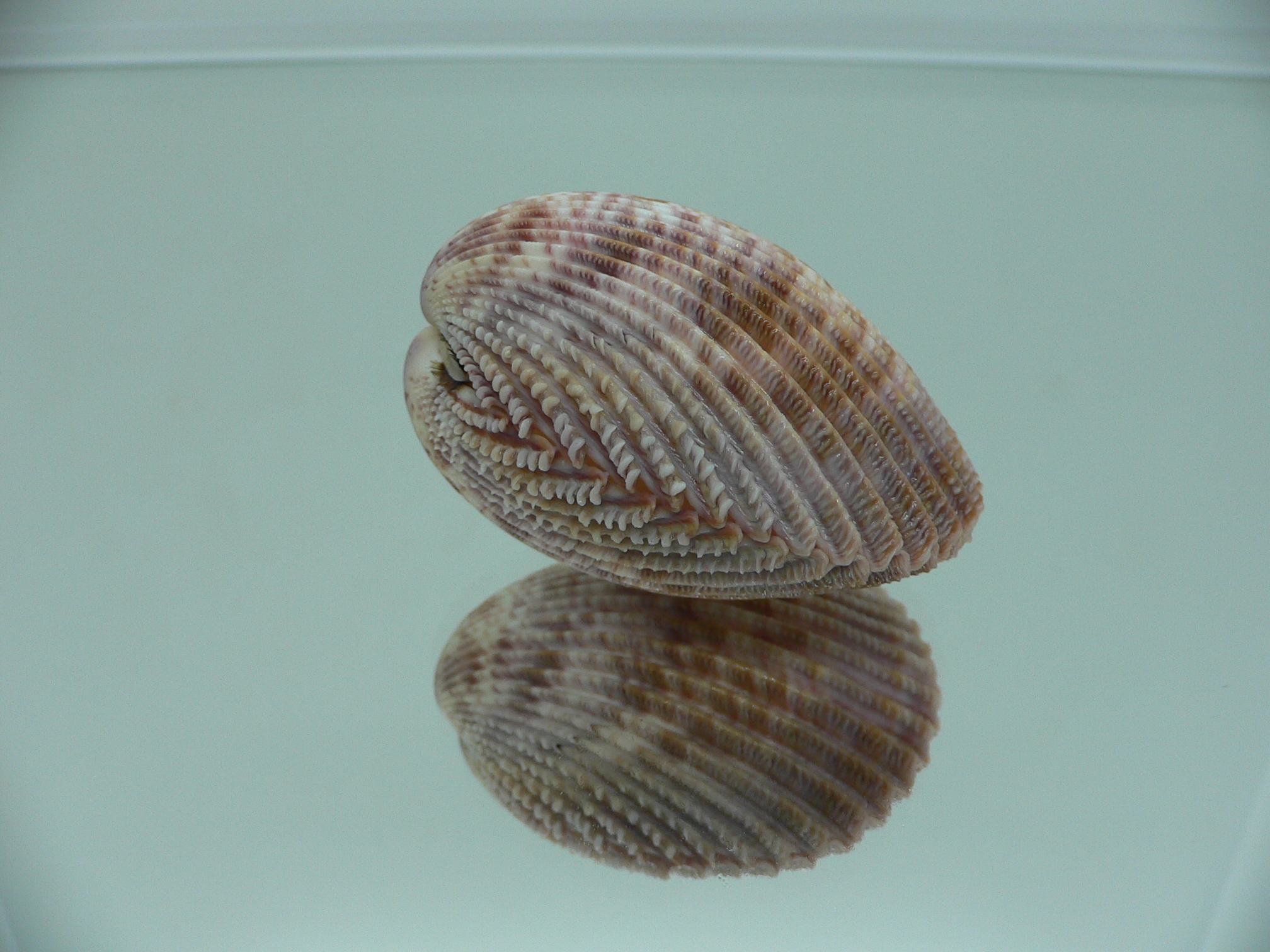 Vasticardium assimile IDEAL