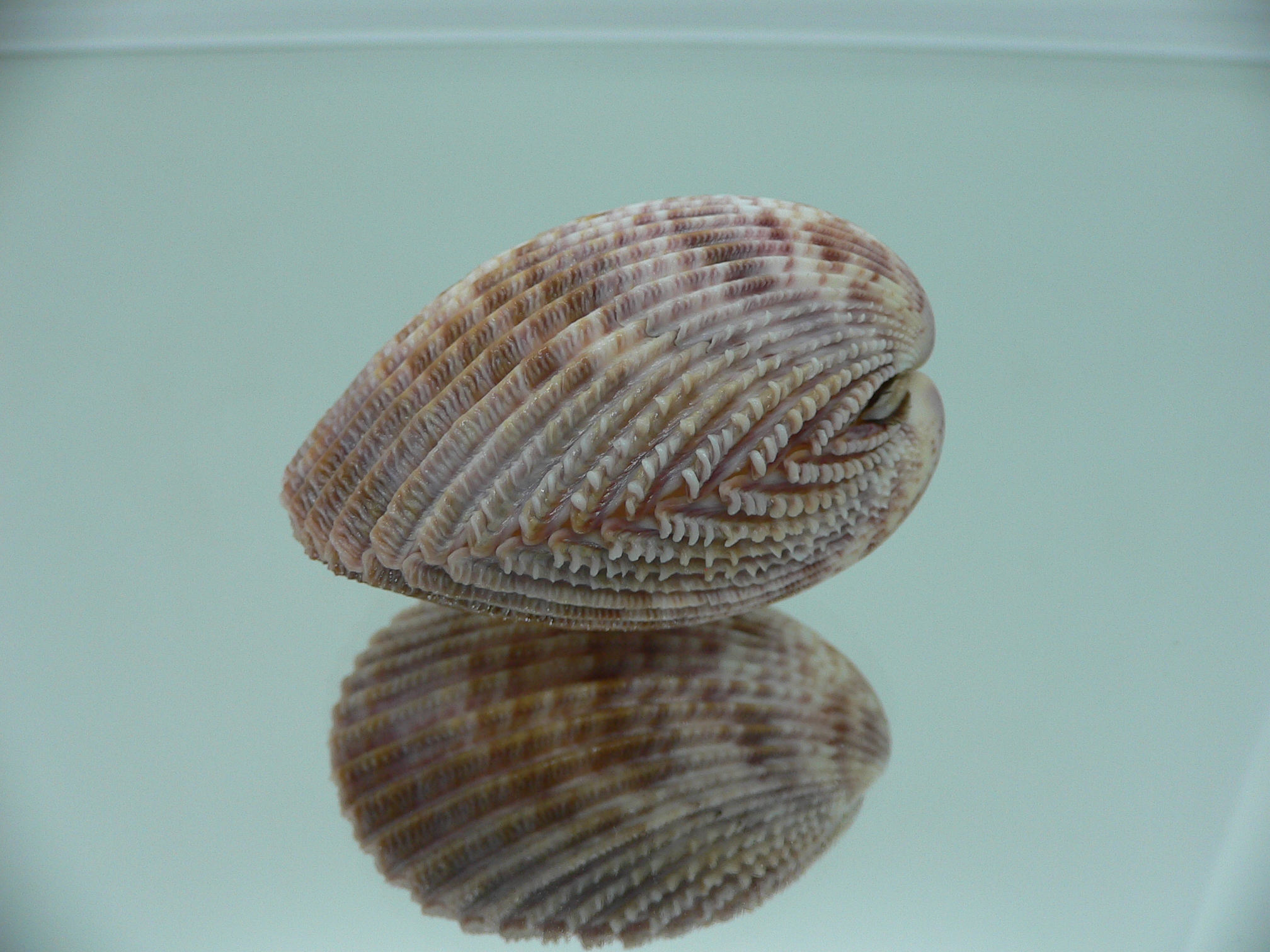 Vasticardium assimile IDEAL