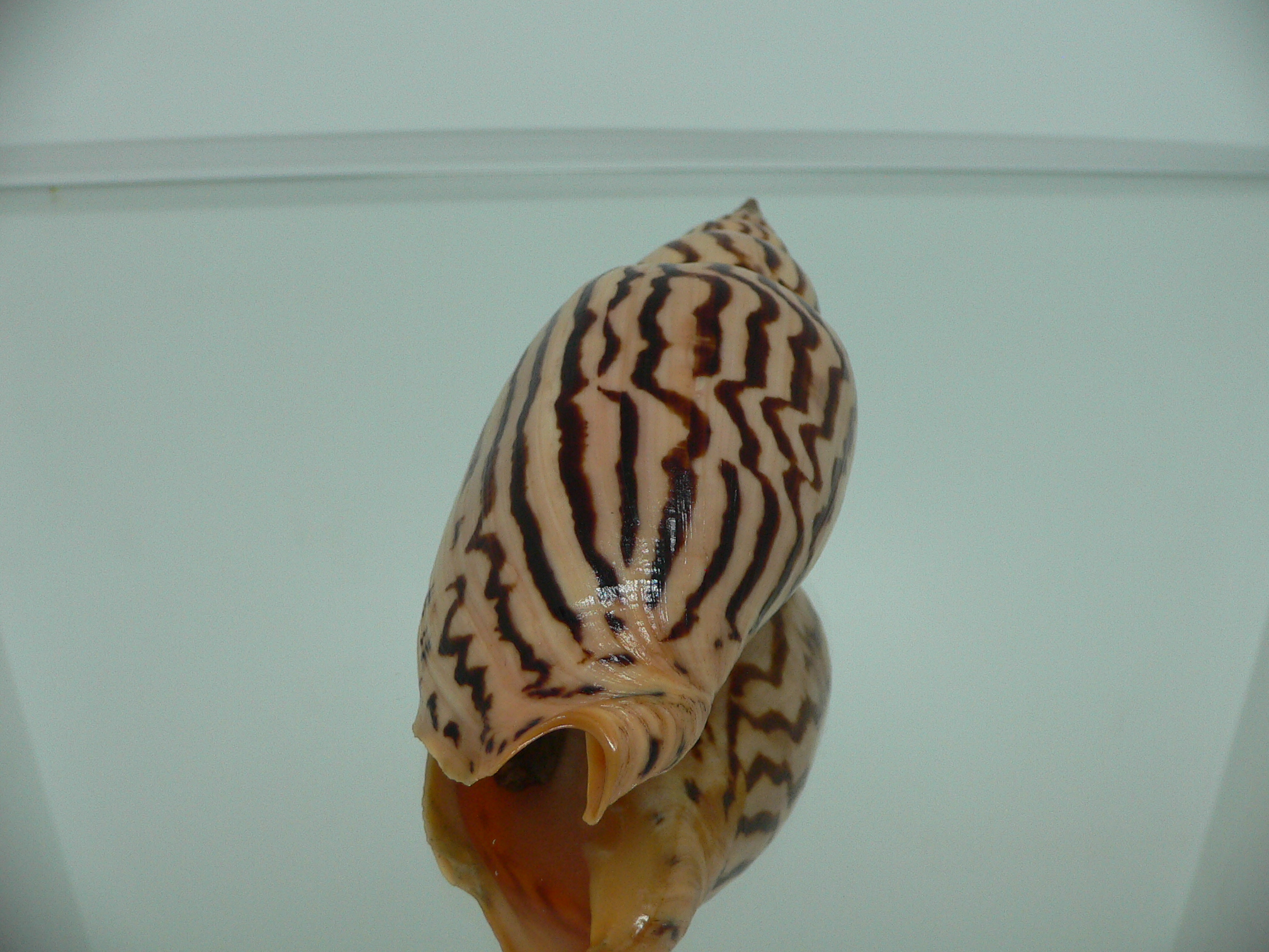 Harpulina lapponica loroisi SUPERB PATTERNS & GIANT