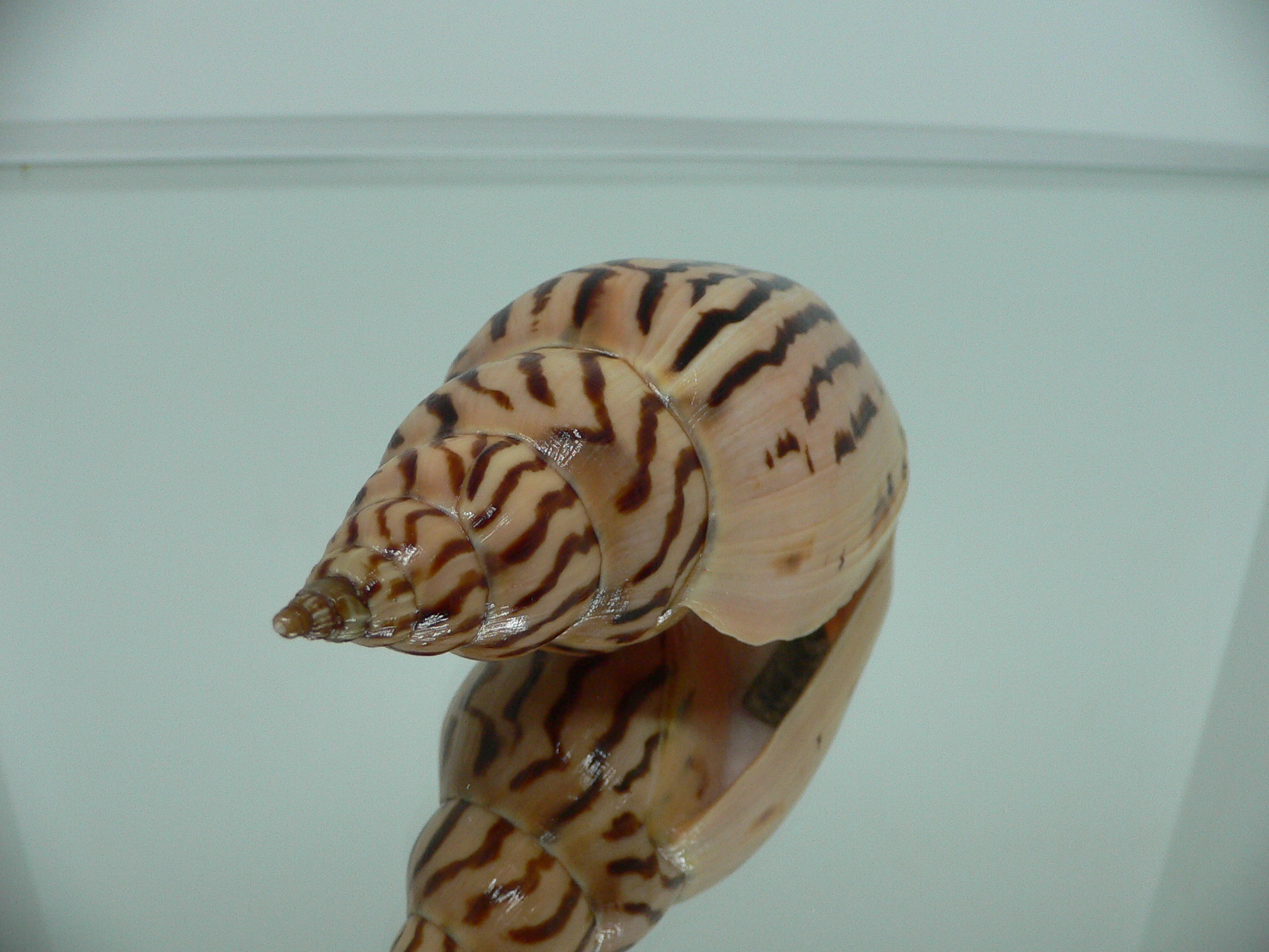 Harpulina lapponica loroisi SUPERB PATTERNS & GIANT