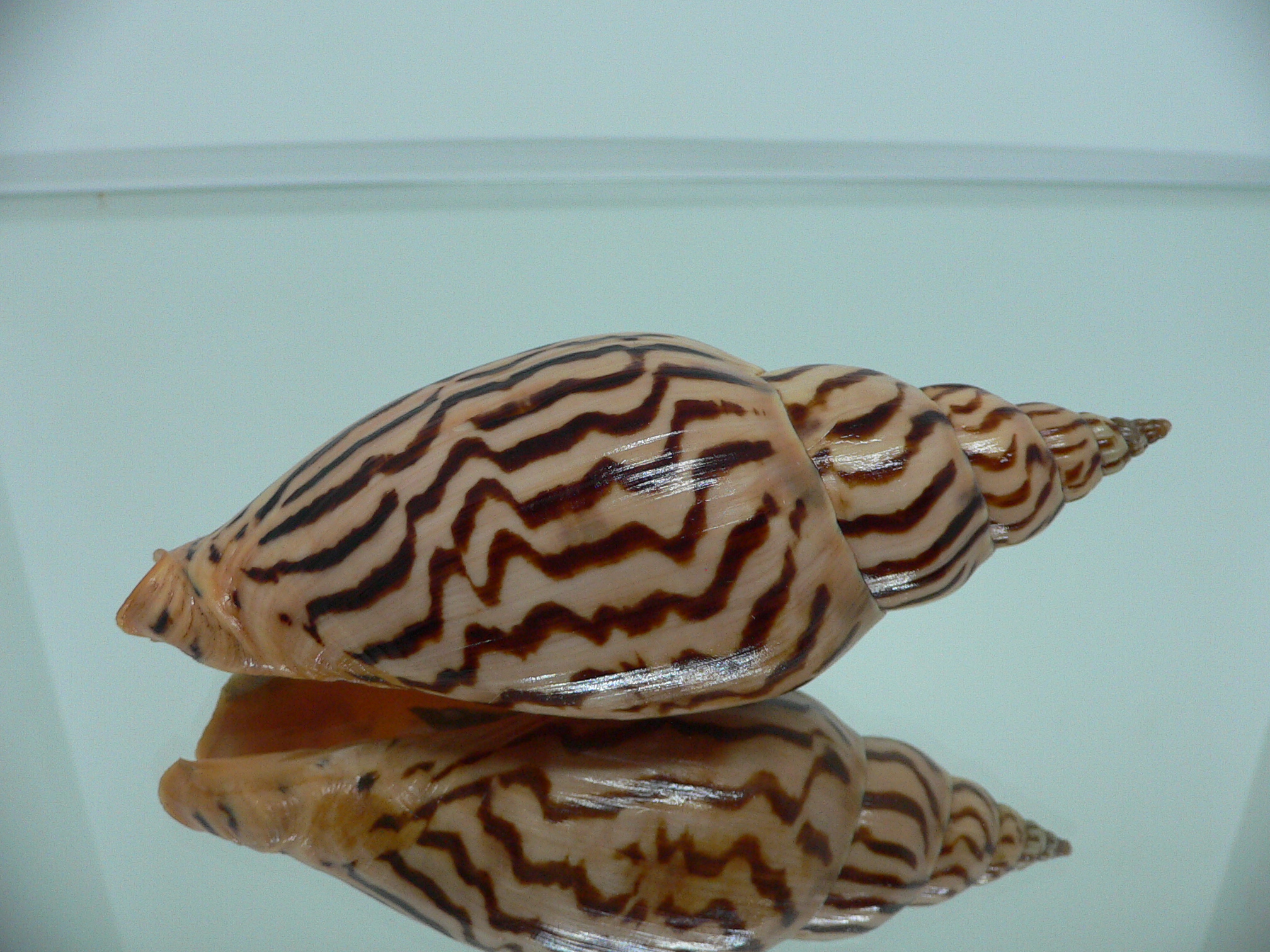 Harpulina lapponica loroisi SUPERB PATTERNS & GIANT