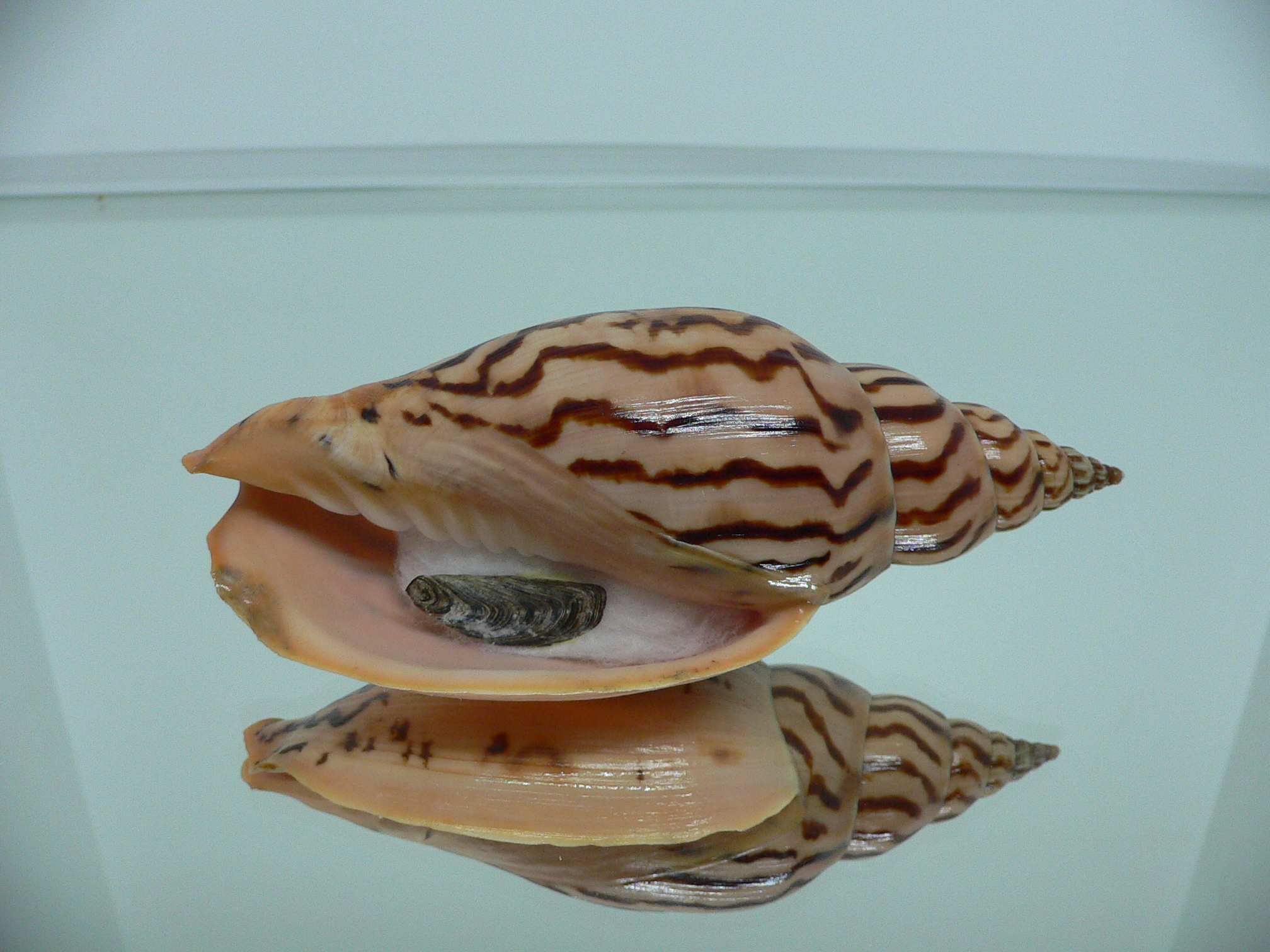 Harpulina lapponica loroisi SUPERB PATTERNS & GIANT