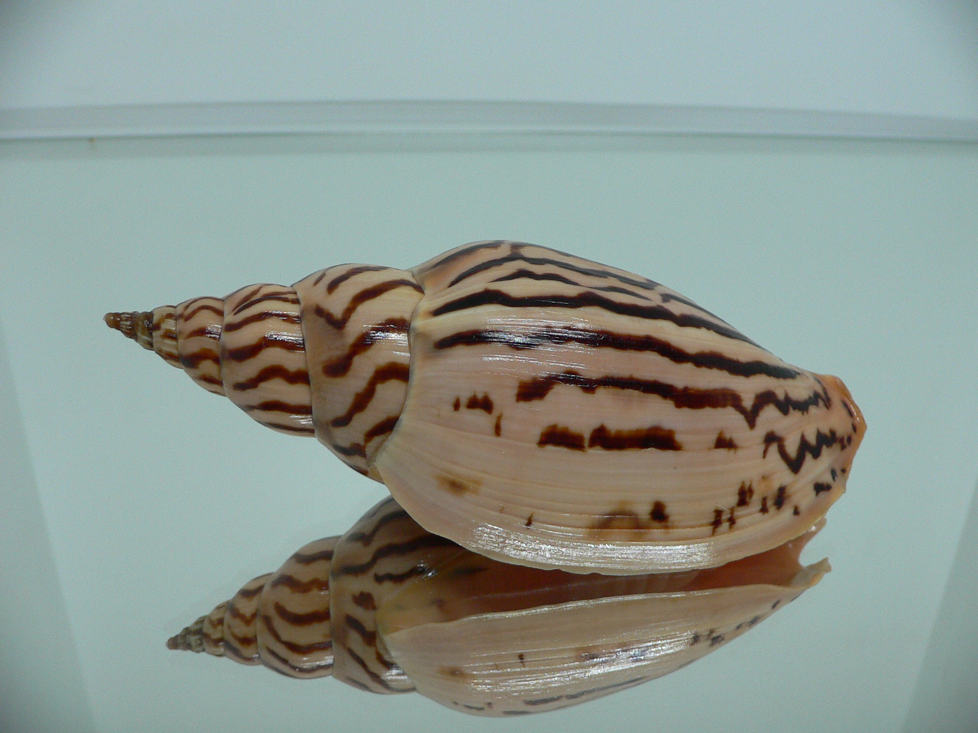 Harpulina lapponica loroisi SUPERB PATTERNS & GIANT