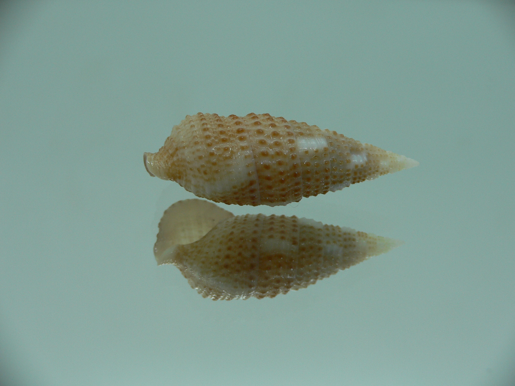 Cerithium traillii LIGHT