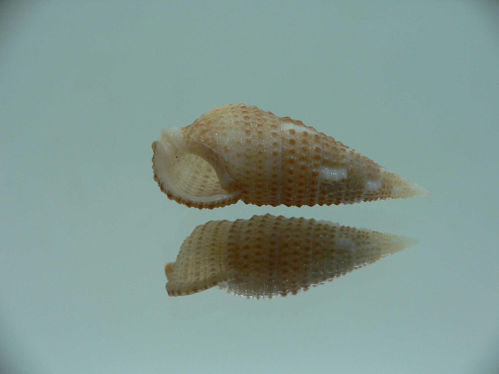 Cerithium traillii LIGHT