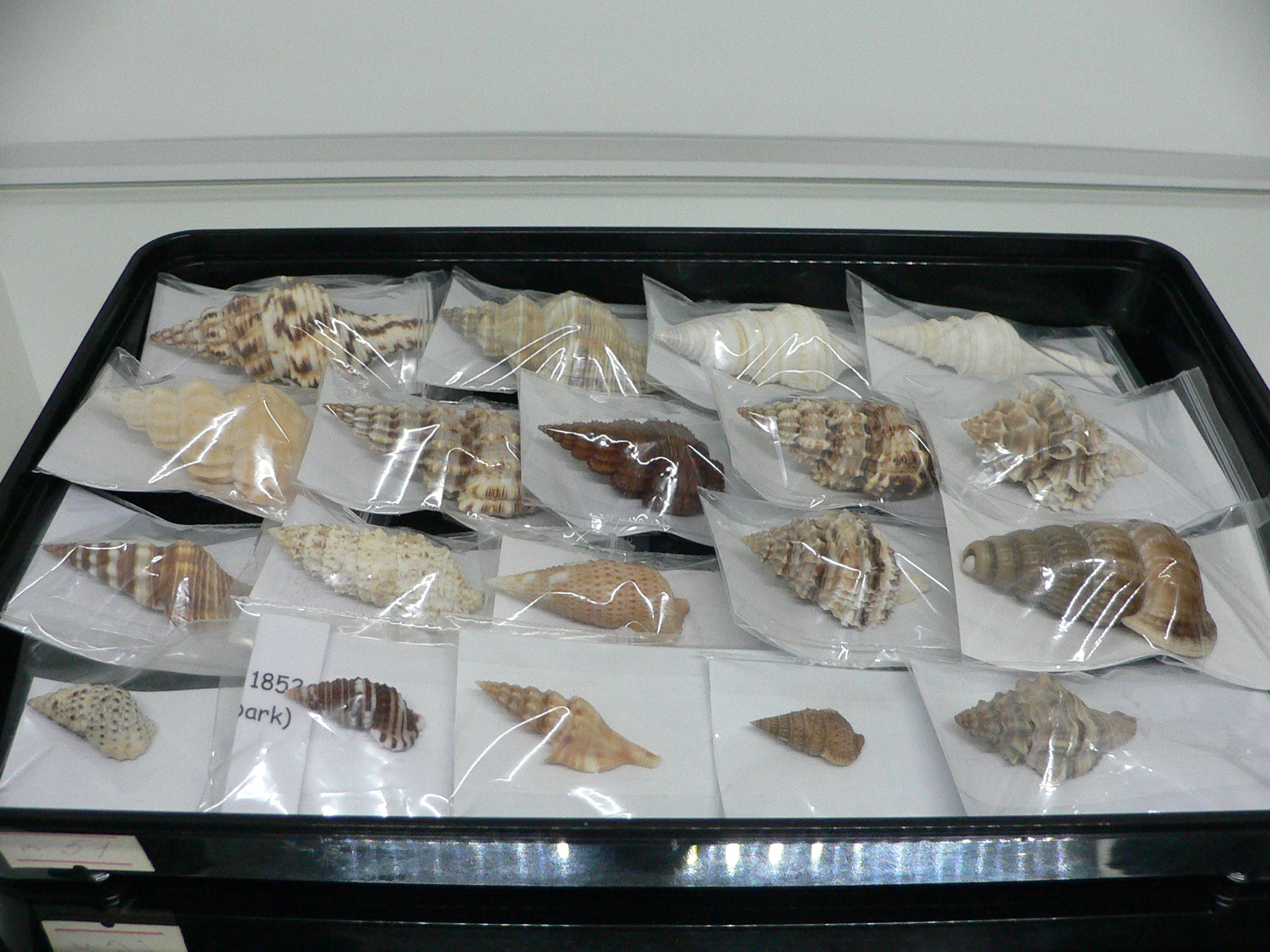 Cerithium traillii LIGHT