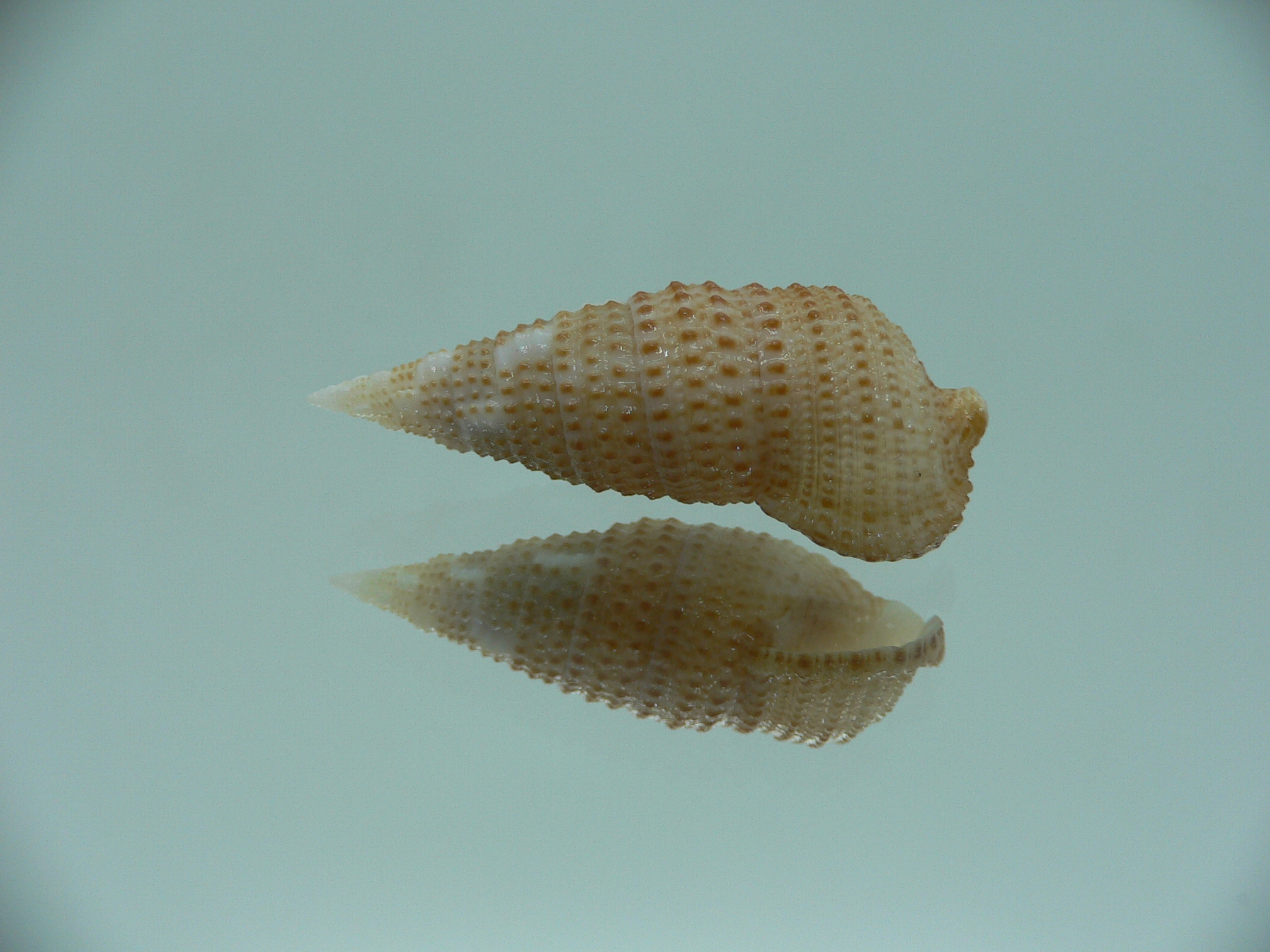 Cerithium traillii LIGHT