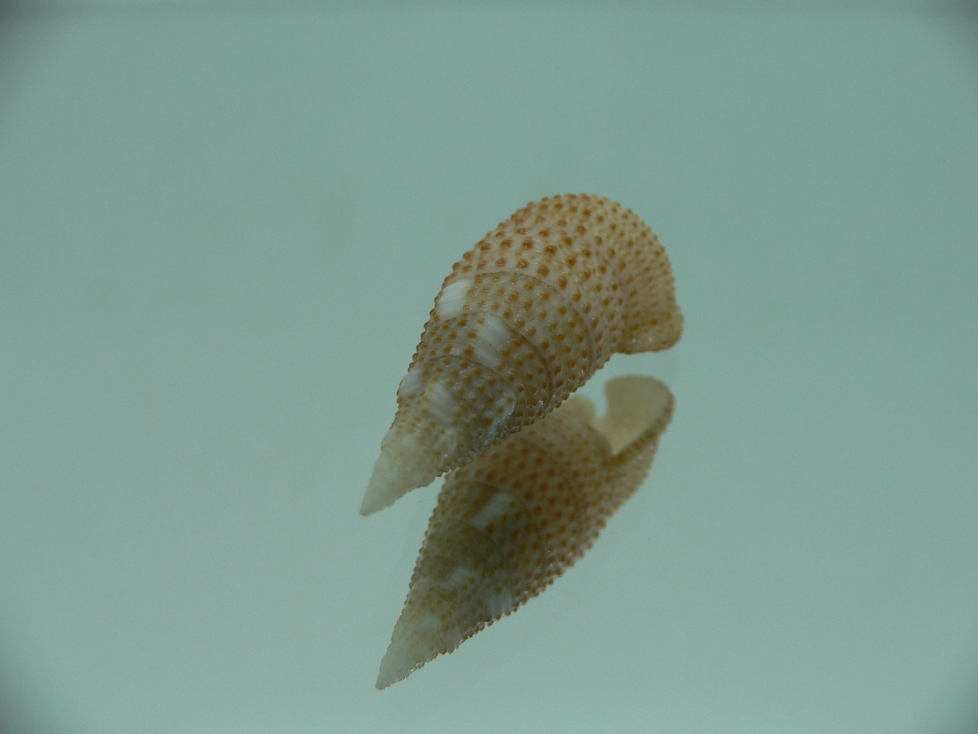 Cerithium traillii LIGHT