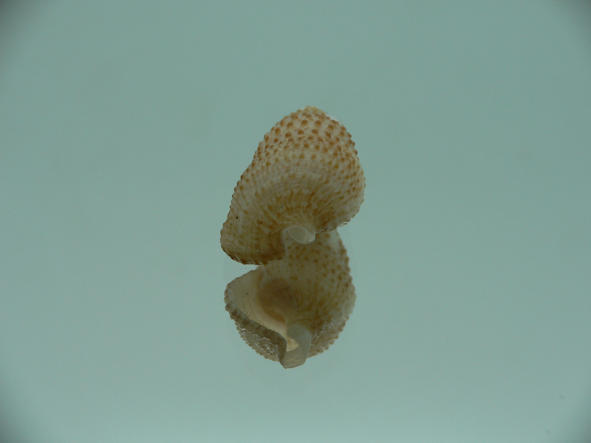 Cerithium traillii LIGHT