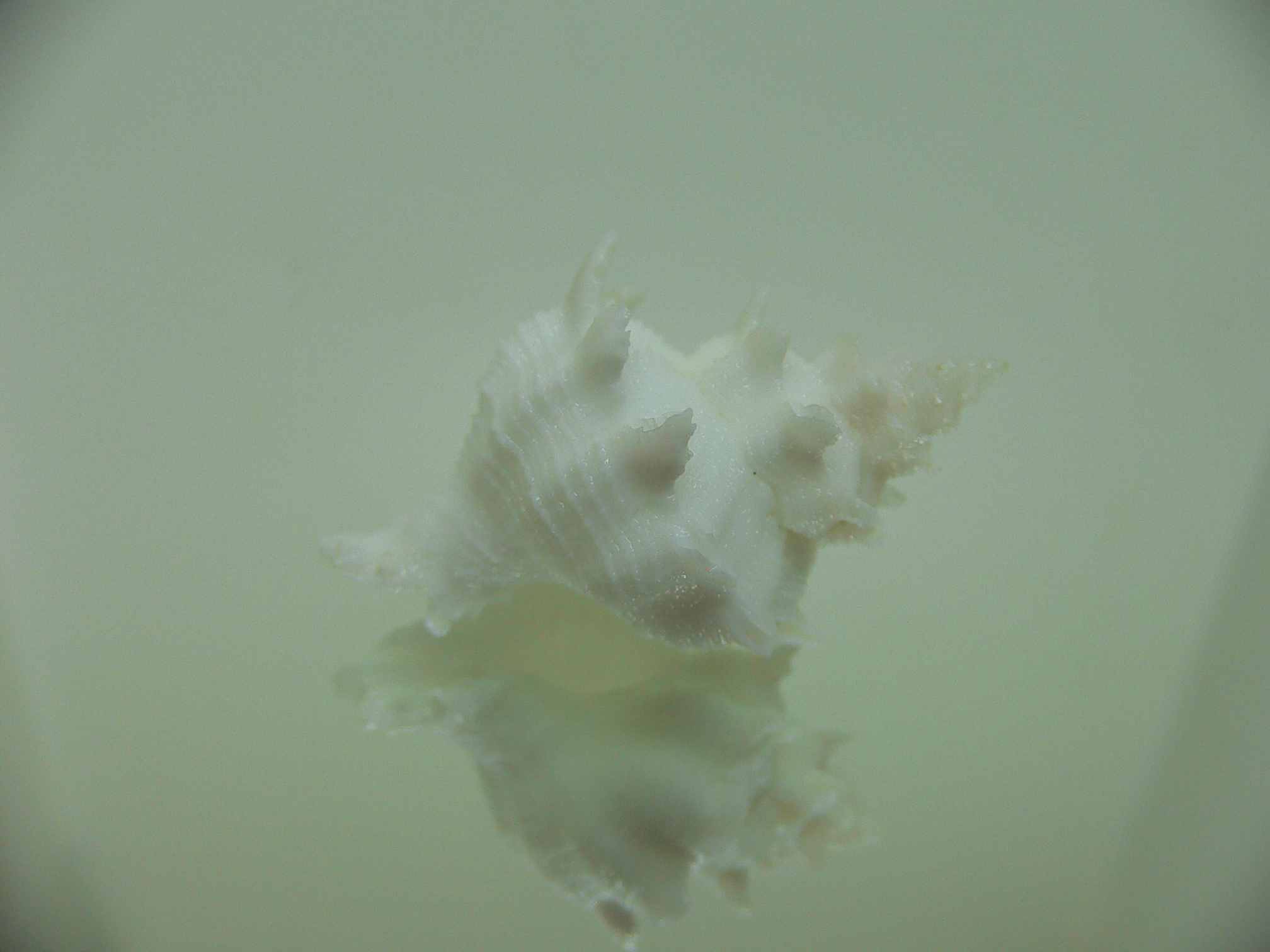 Babelomurex armatus BIG