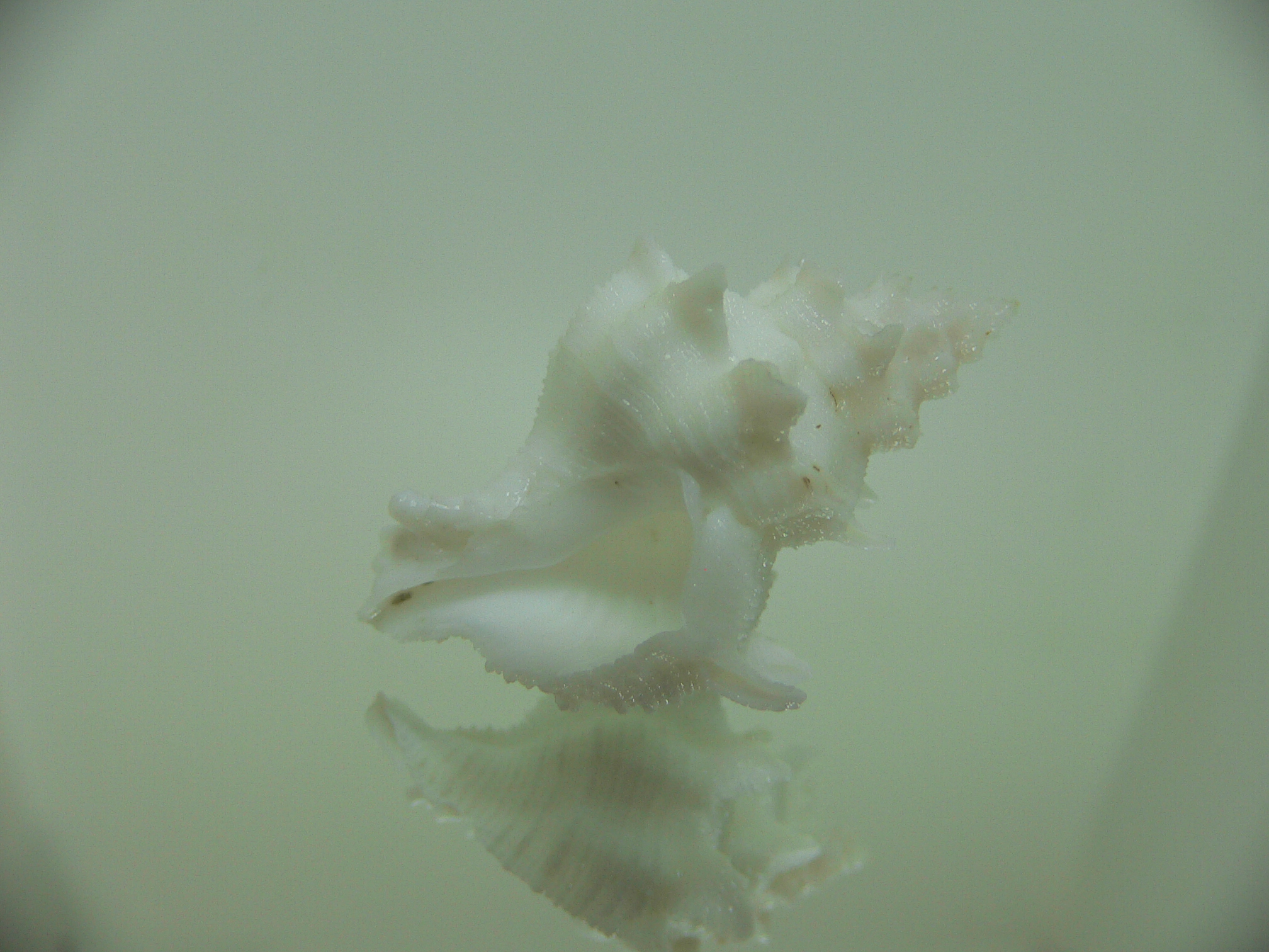 Babelomurex armatus BIG