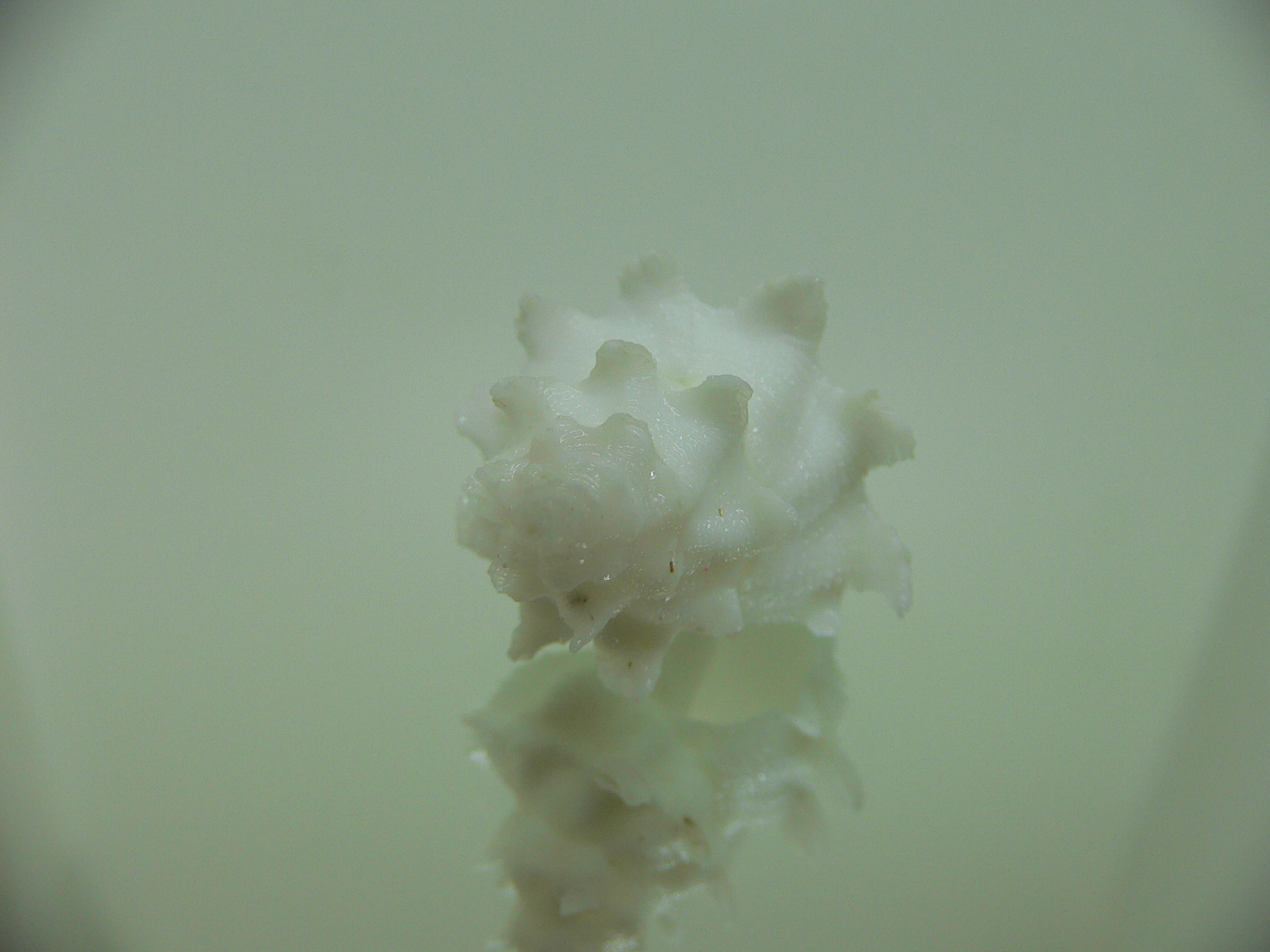Babelomurex armatus BIG