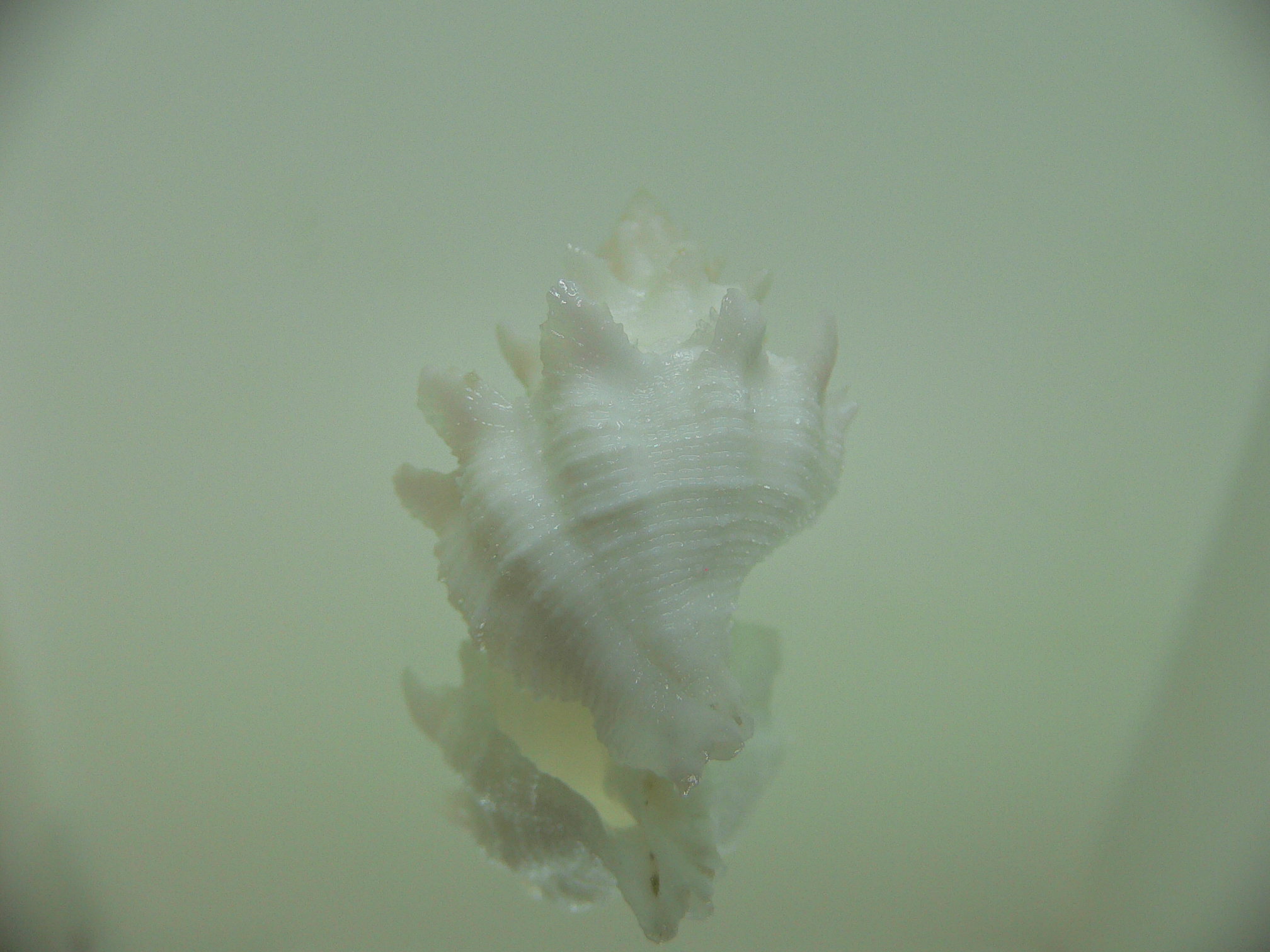 Babelomurex armatus BIG