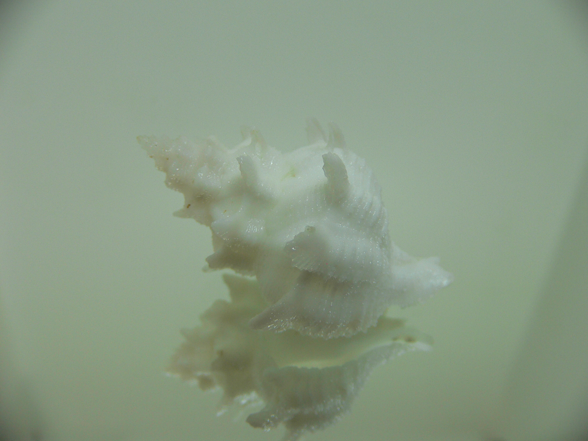 Babelomurex armatus BIG