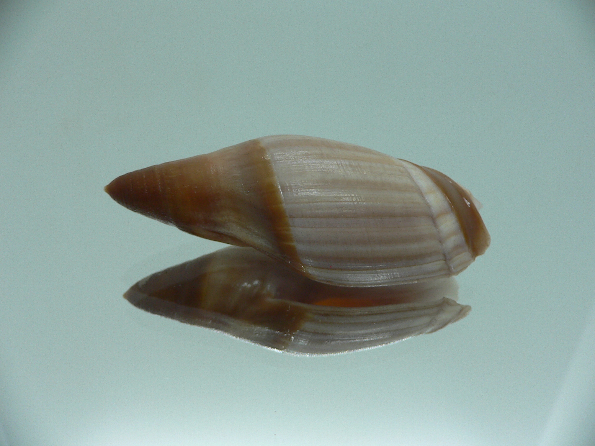 Amalda similis SMOKY
