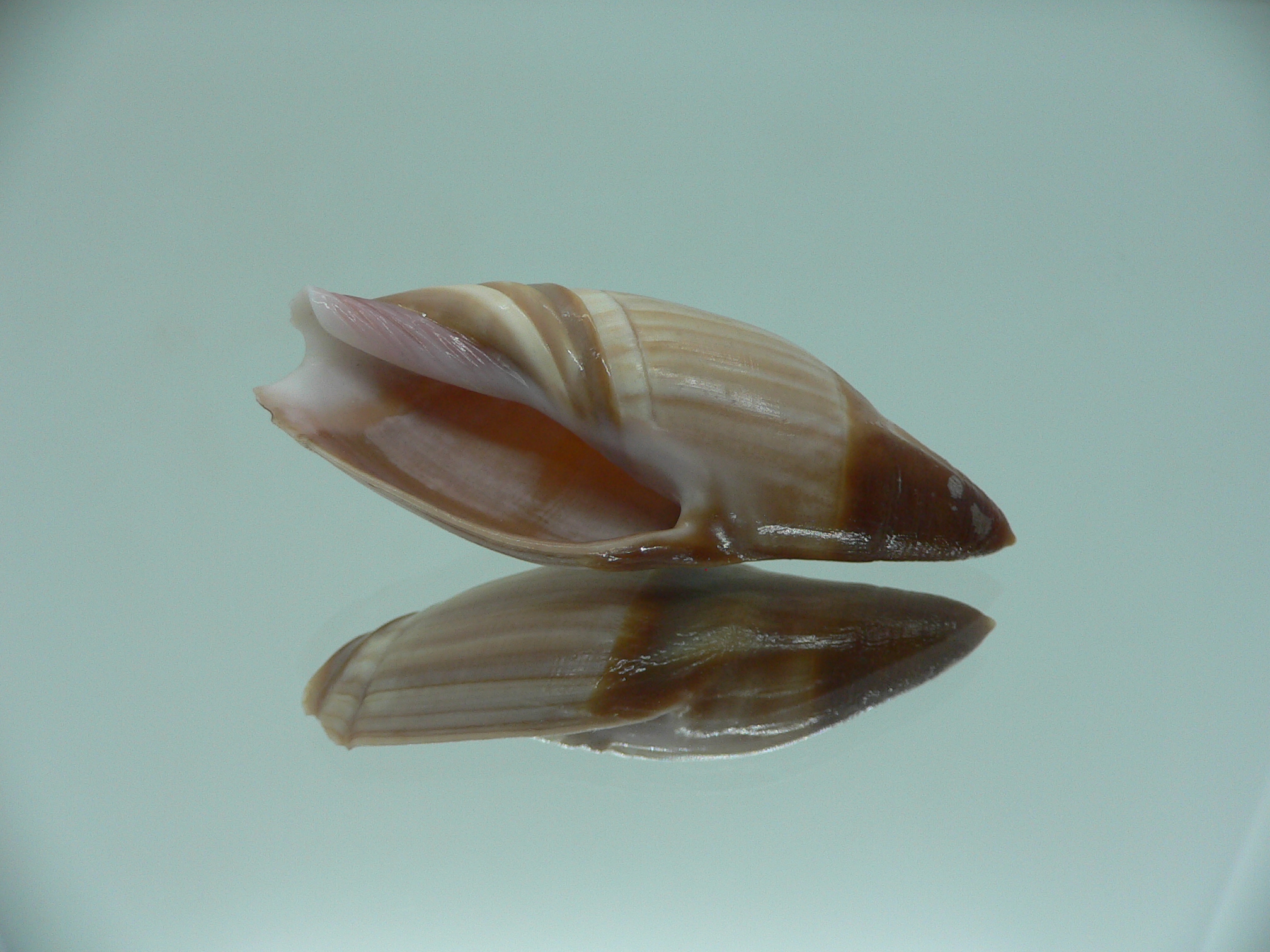 Amalda similis SMOKY