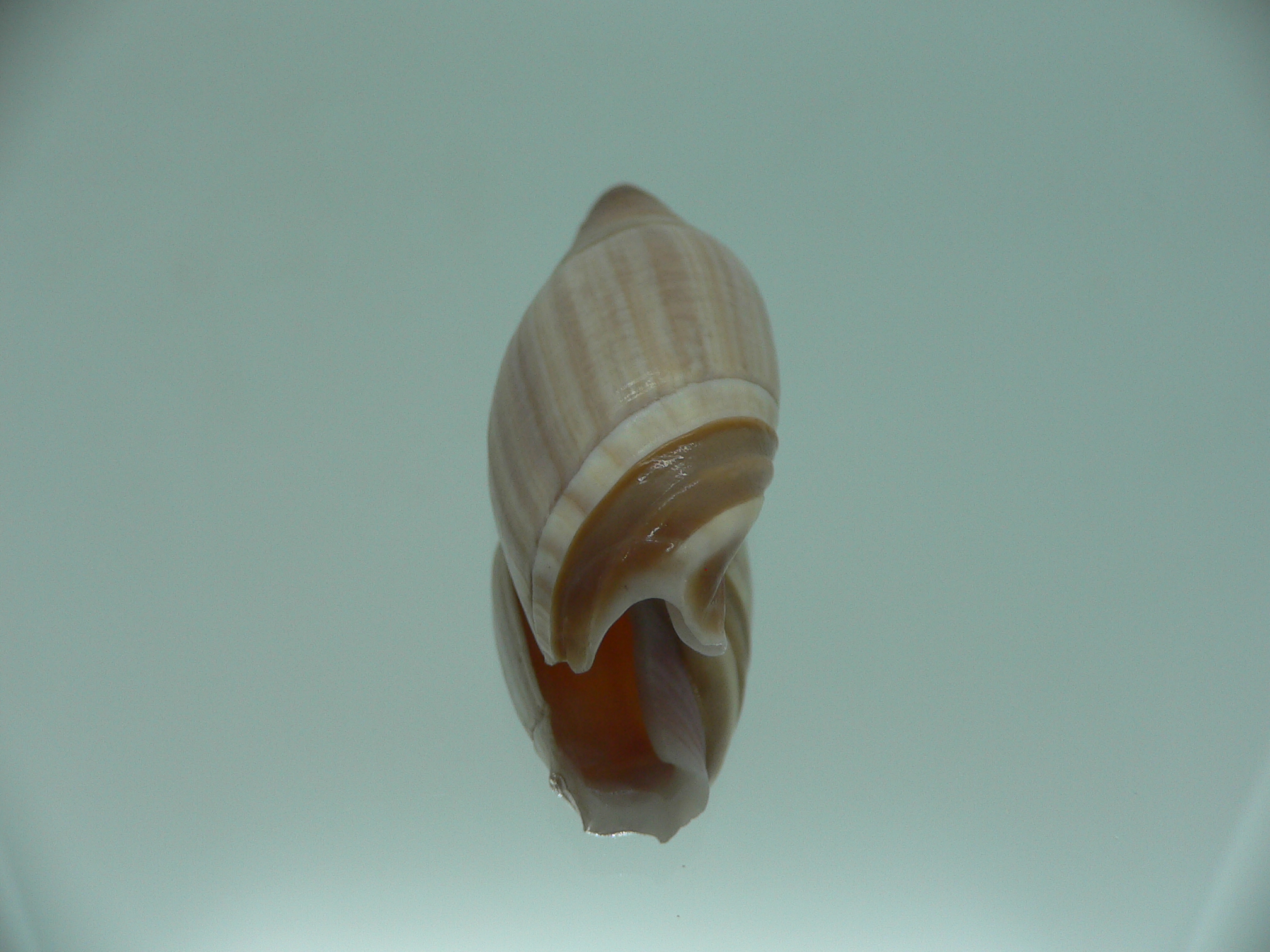 Amalda similis SMOKY