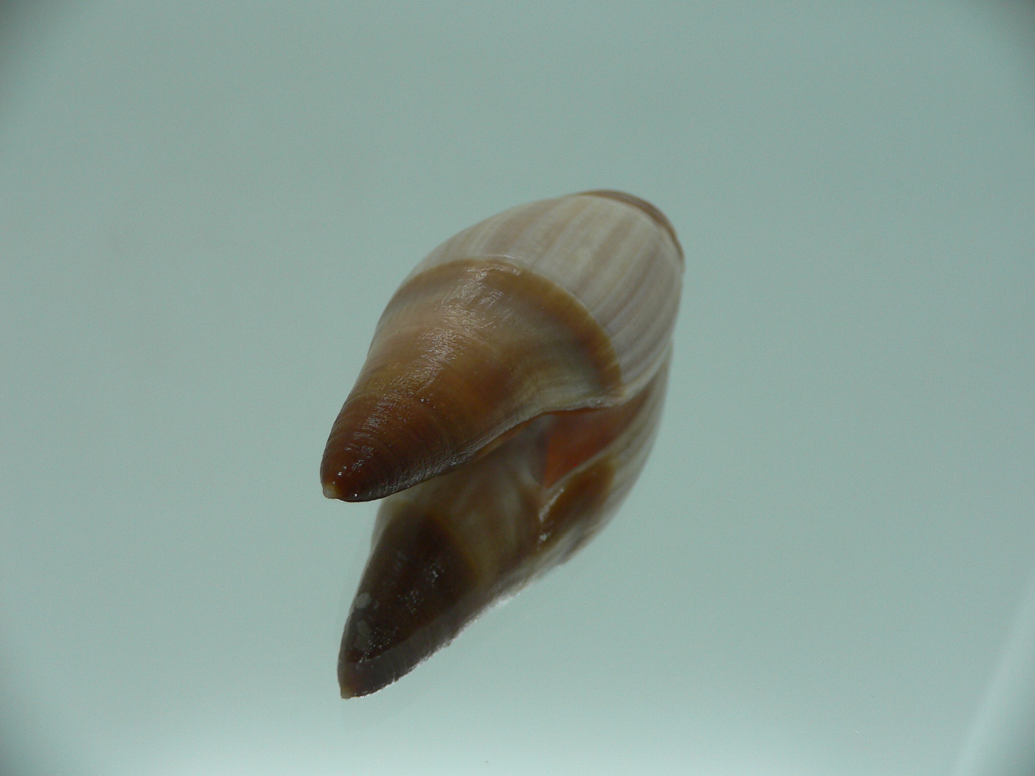 Amalda similis SMOKY