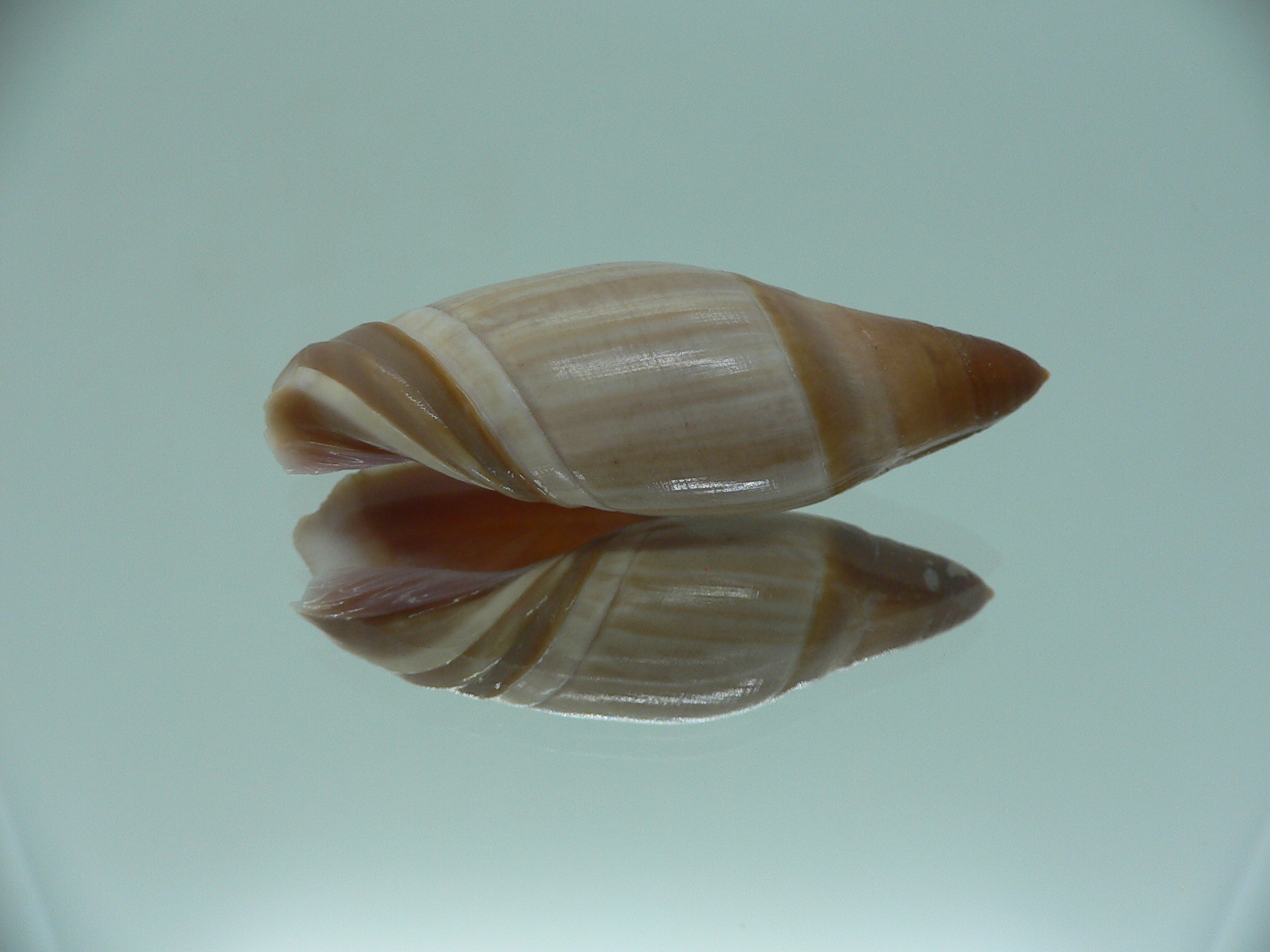 Amalda similis SMOKY