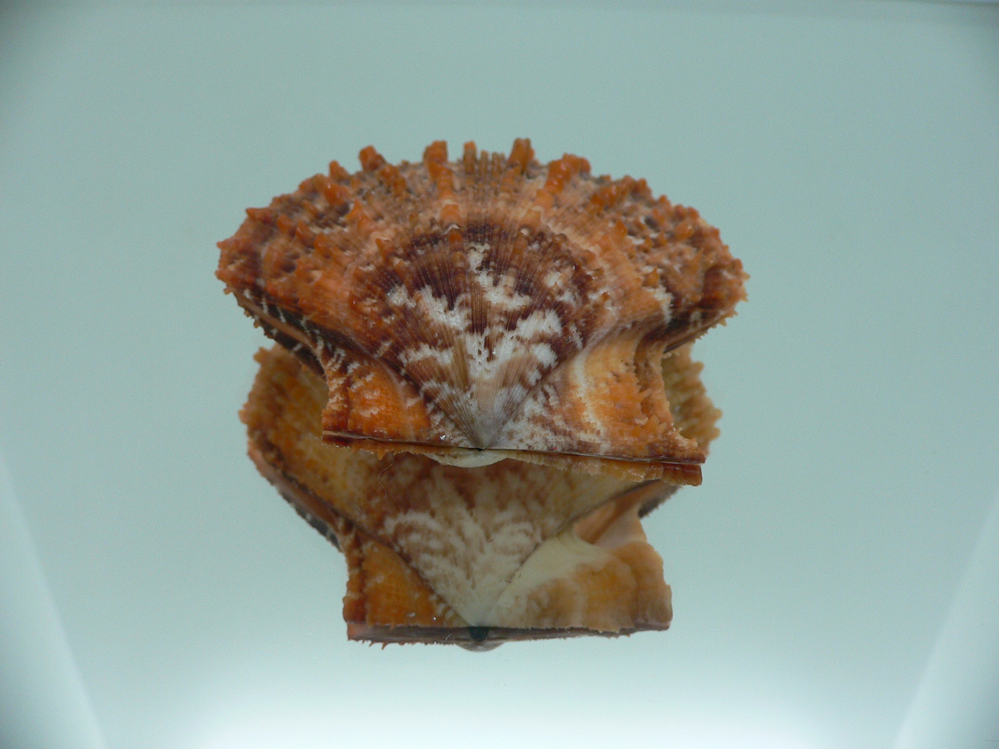 Scaeochlamys farreri MOTLEY