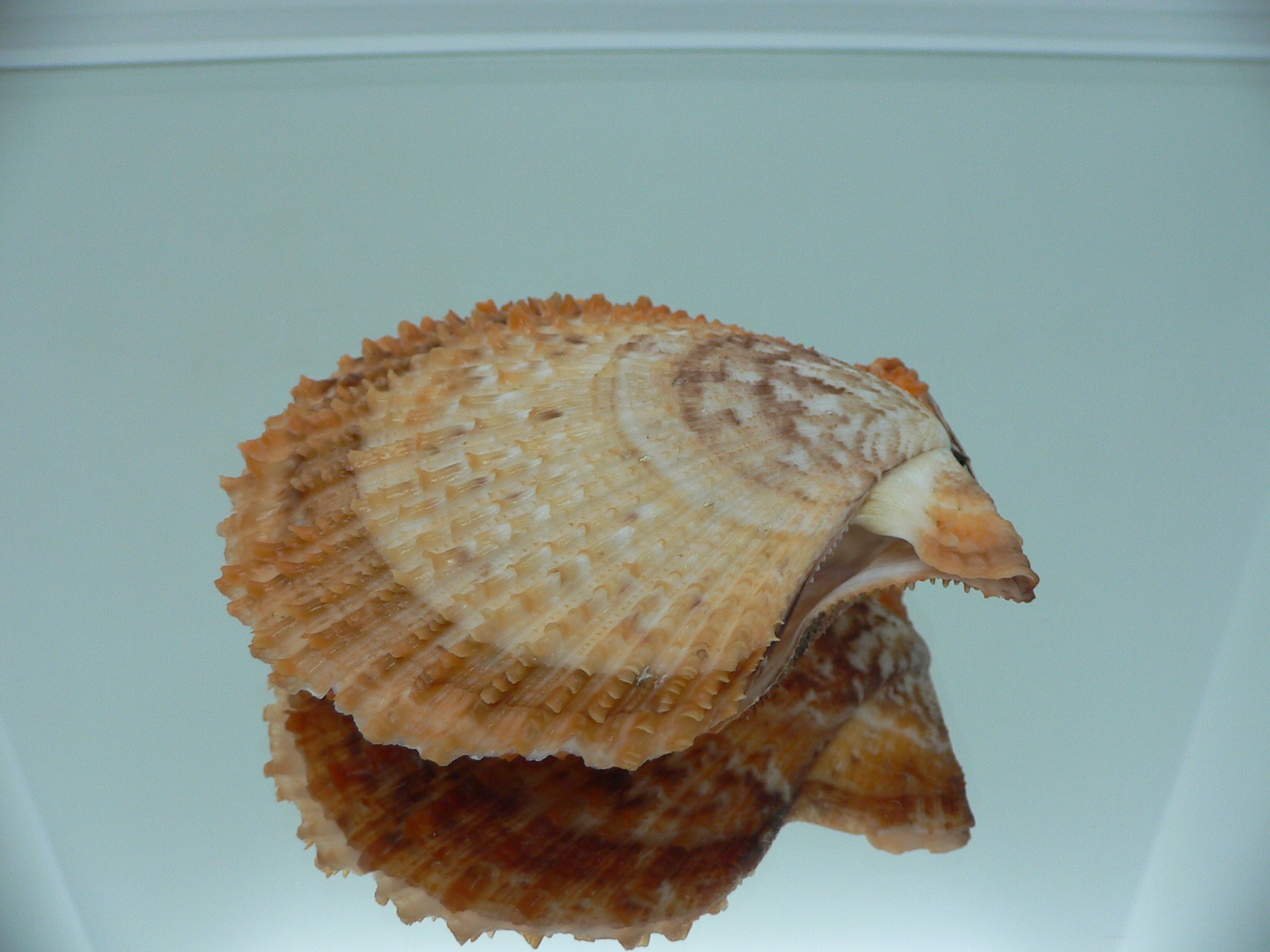 Scaeochlamys farreri MOTLEY
