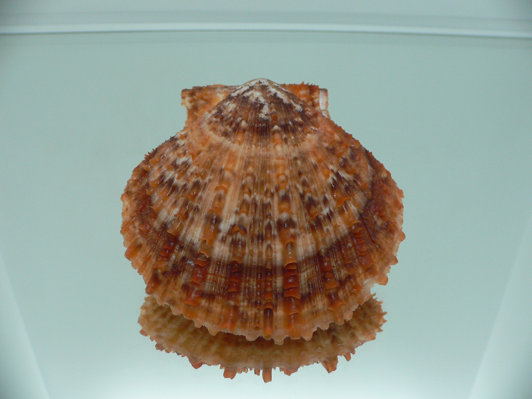 Scaeochlamys farreri MOTLEY