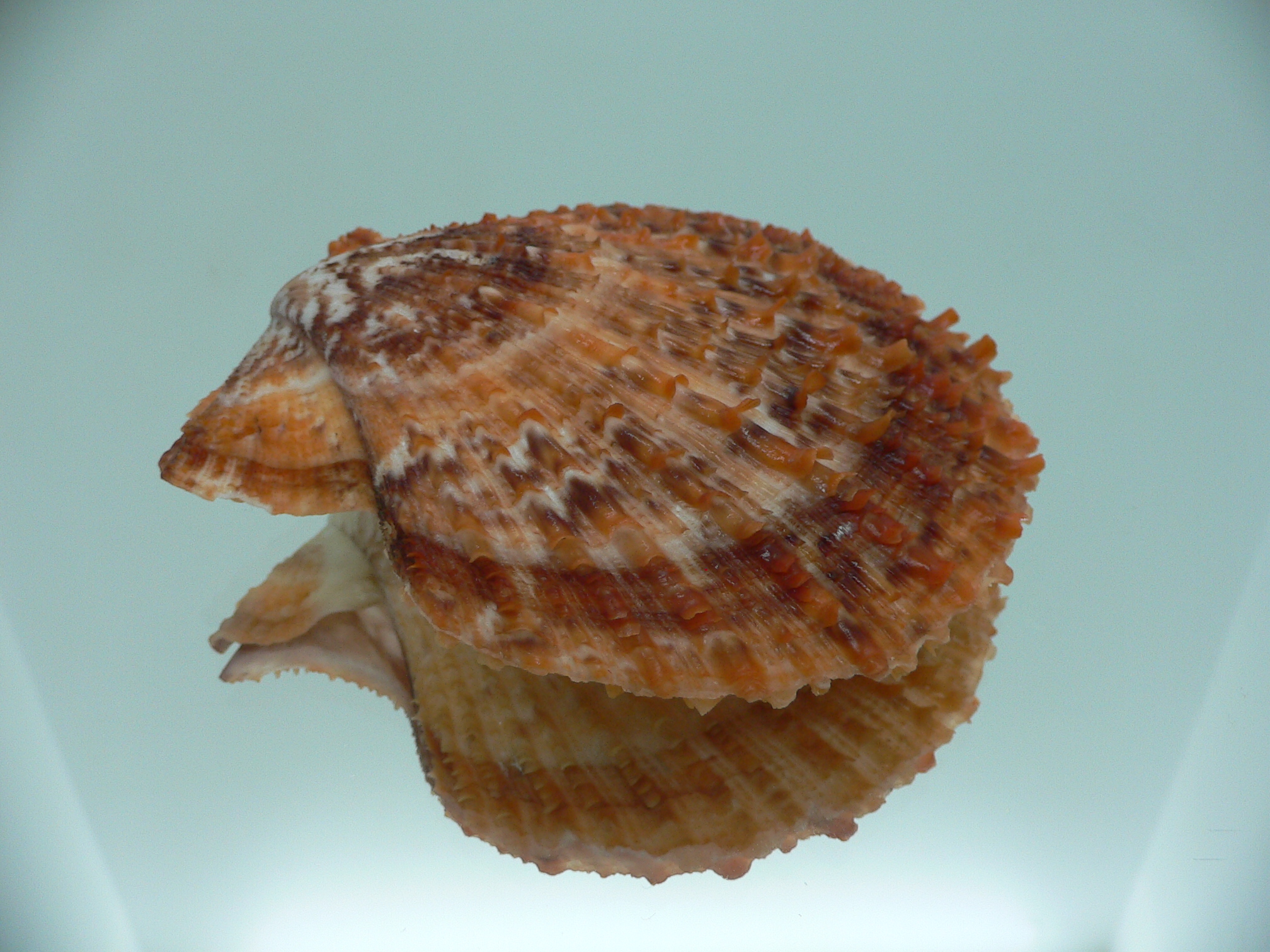 Scaeochlamys farreri MOTLEY