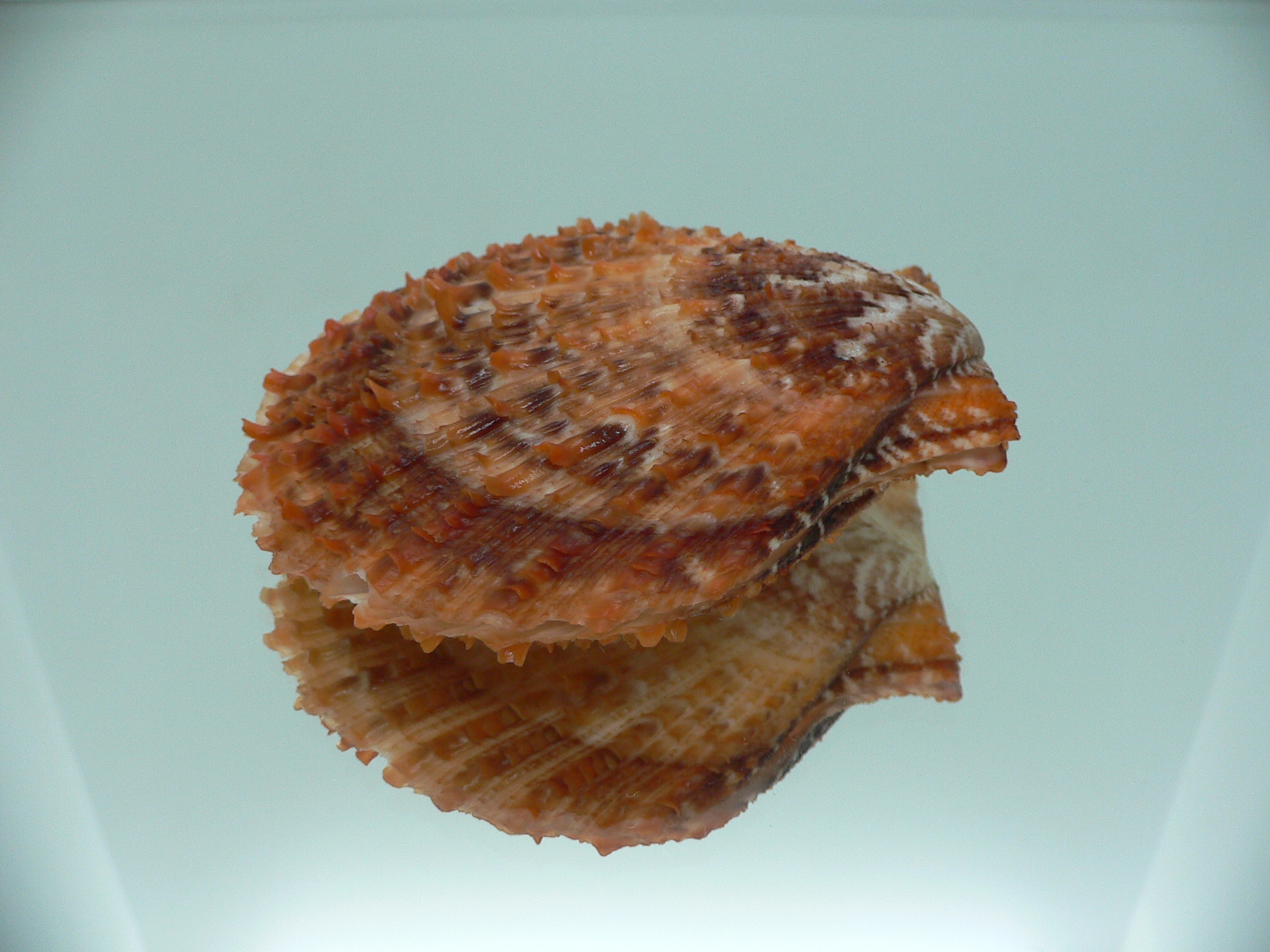 Scaeochlamys farreri MOTLEY