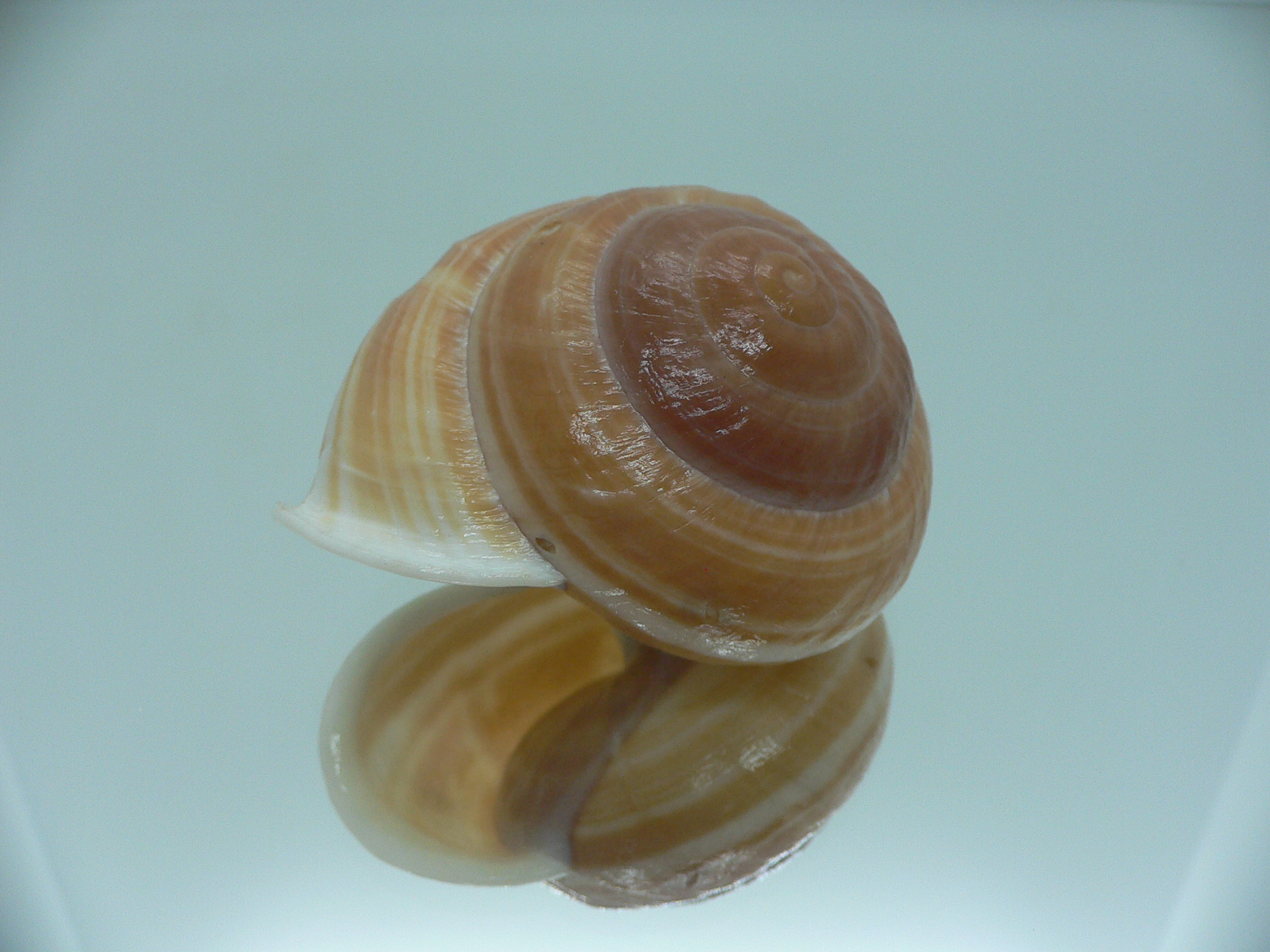 Camaena cicatricosa BIG