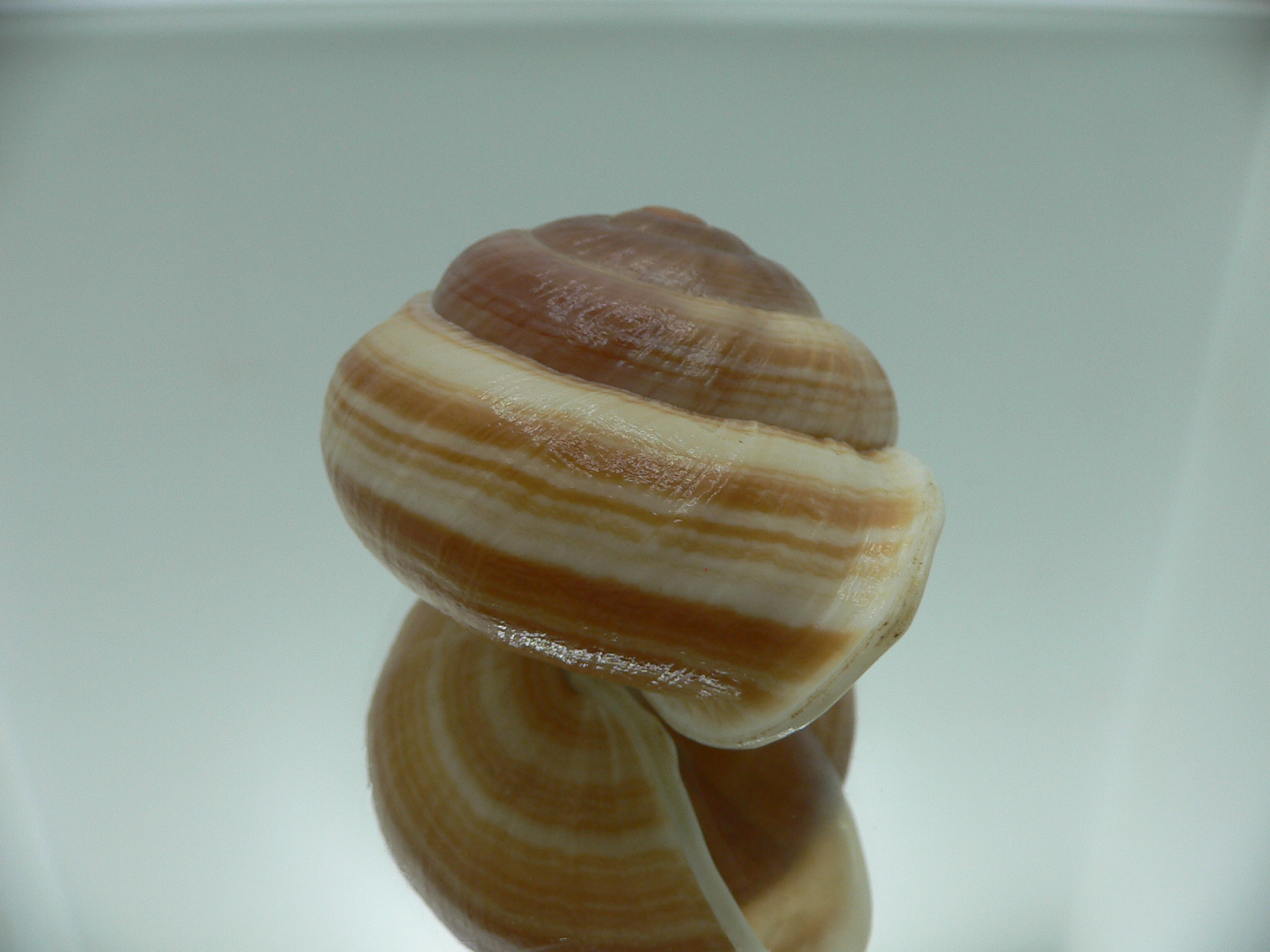 Camaena cicatricosa BIG