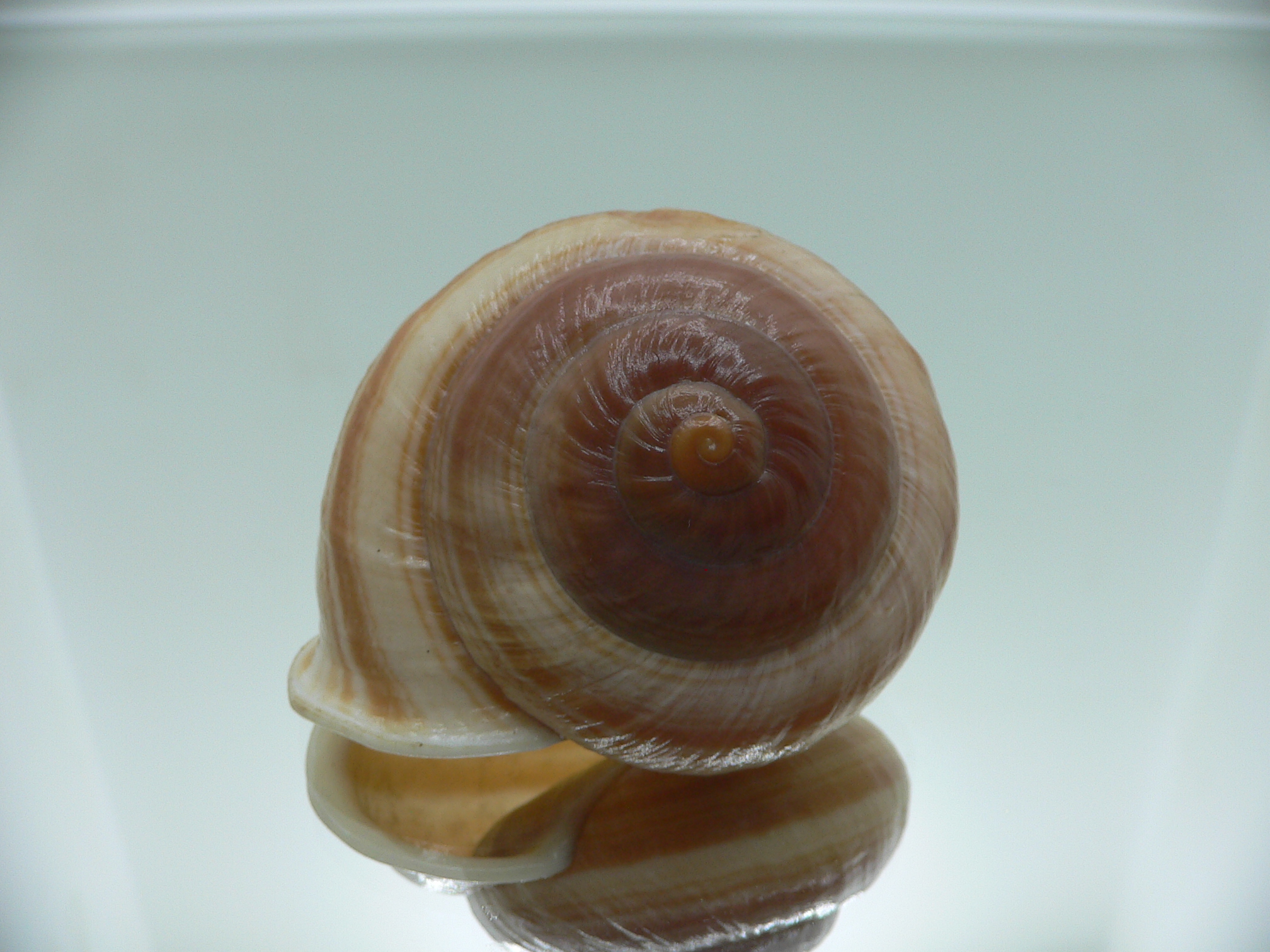 Camaena cicatricosa BIG