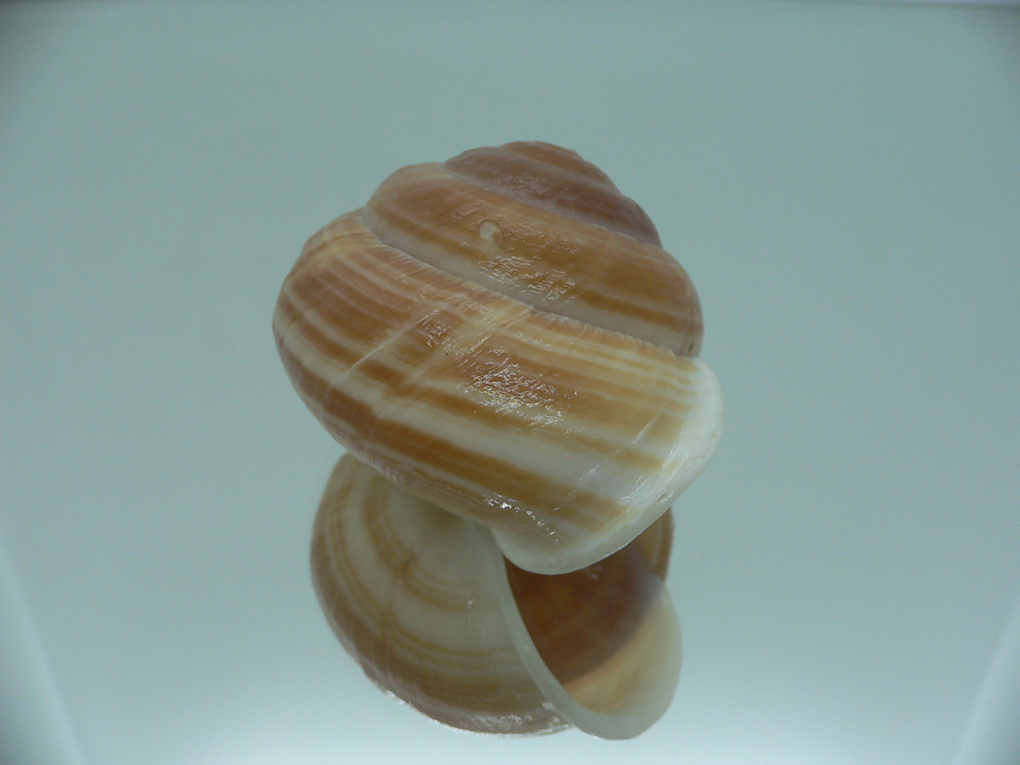 Camaena cicatricosa BIG