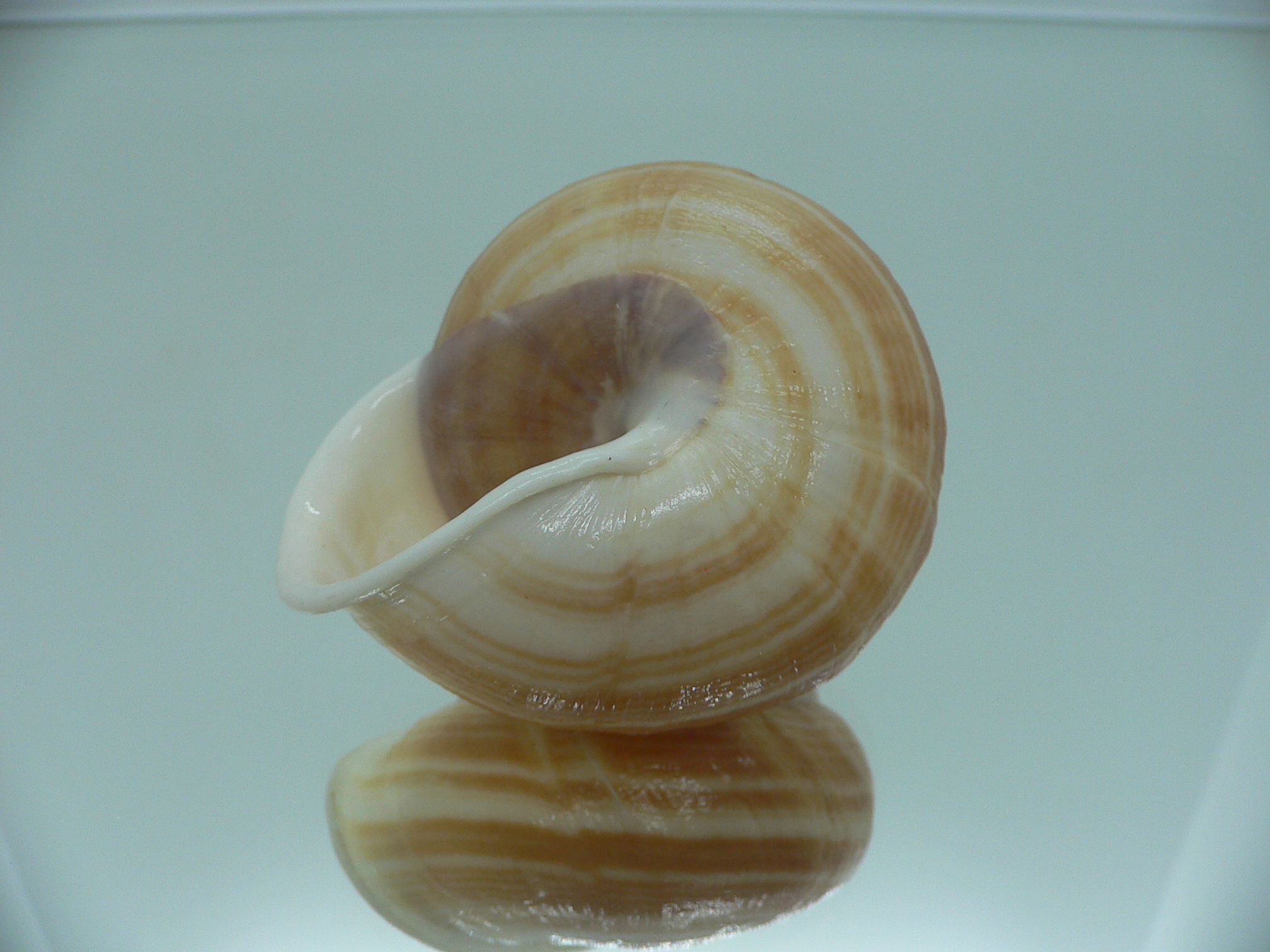Camaena cicatricosa BIG