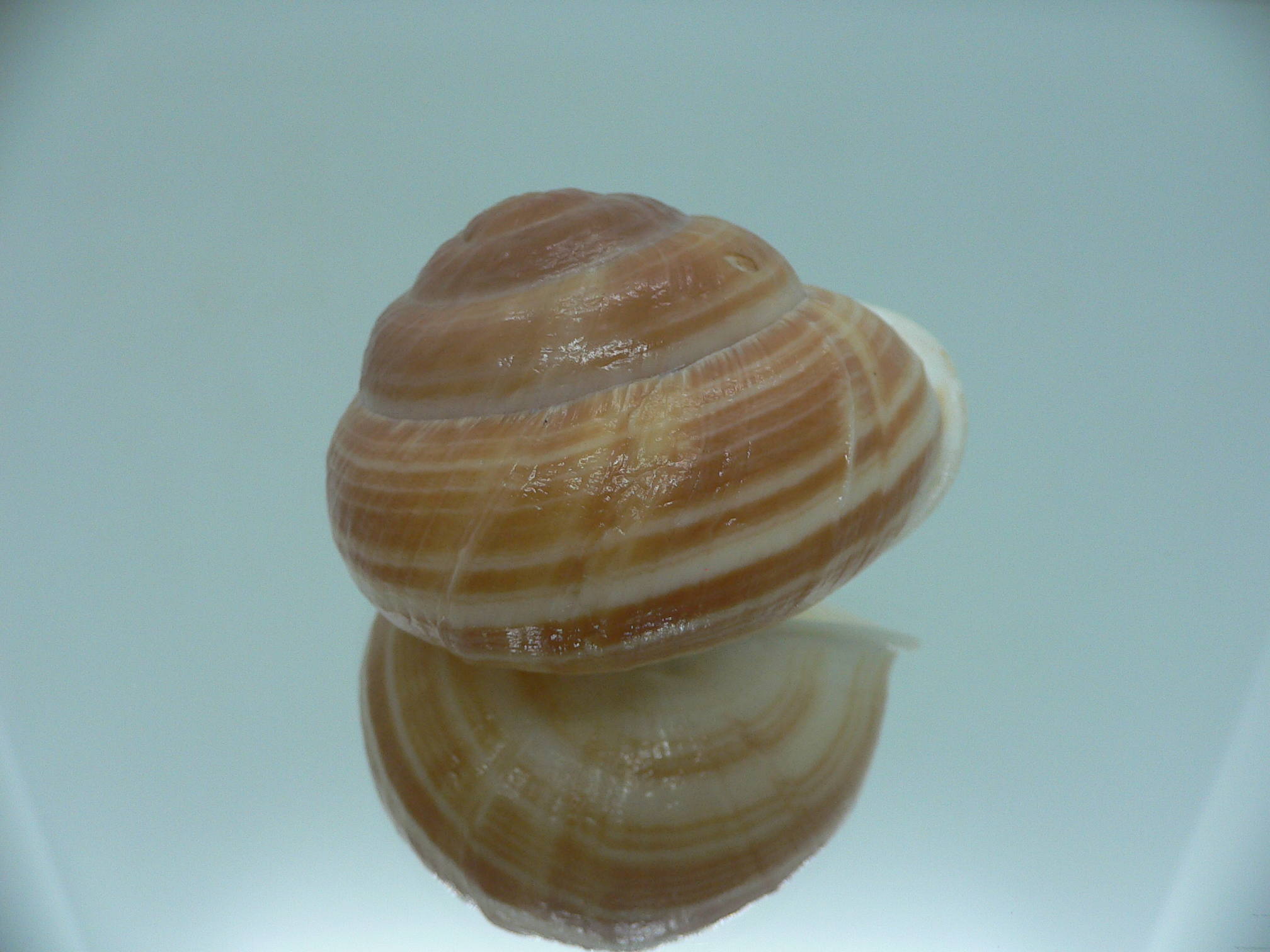 Camaena cicatricosa BIG