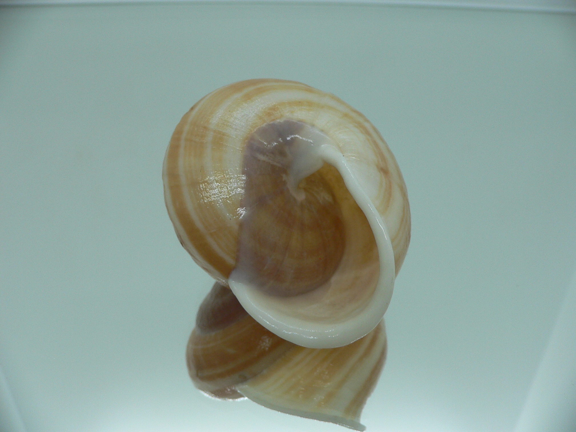 Camaena cicatricosa BIG