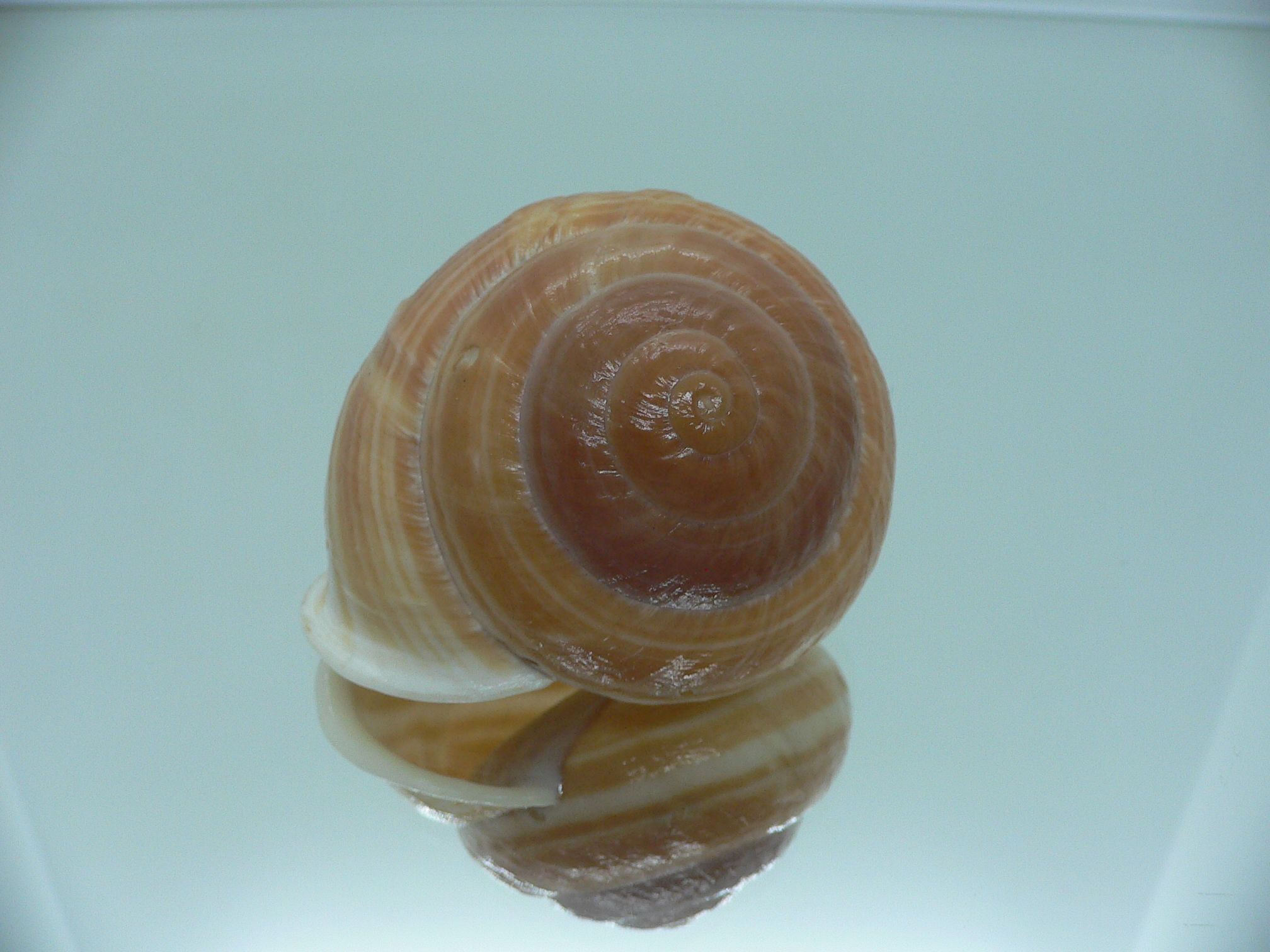 Camaena cicatricosa BIG