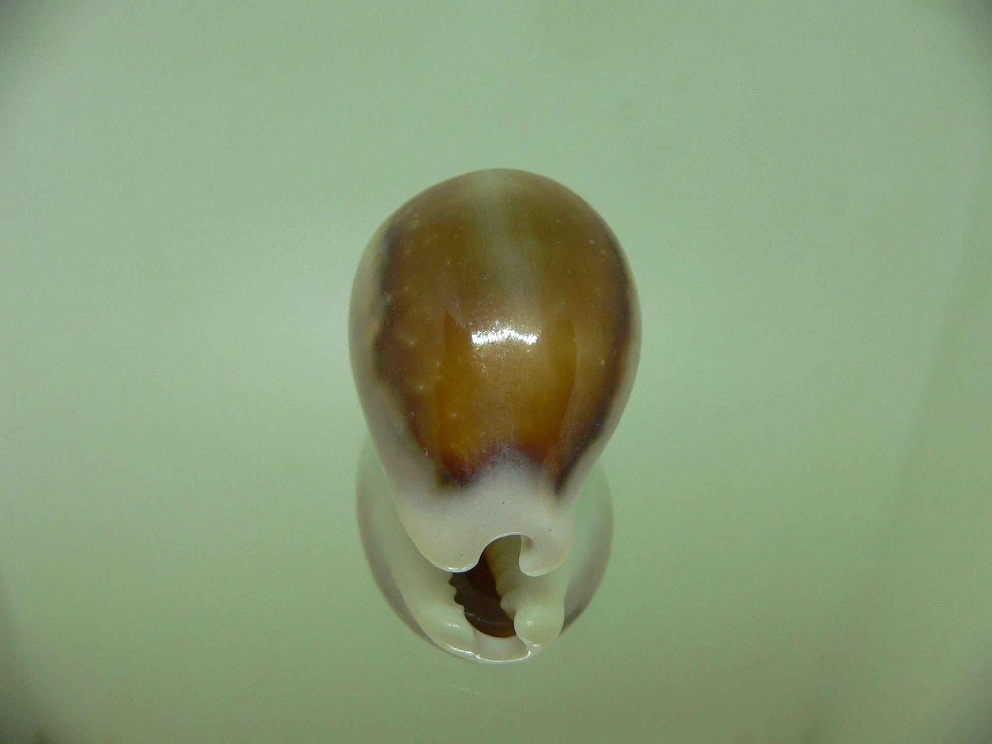 Cypraea spadicea COLOR BASE