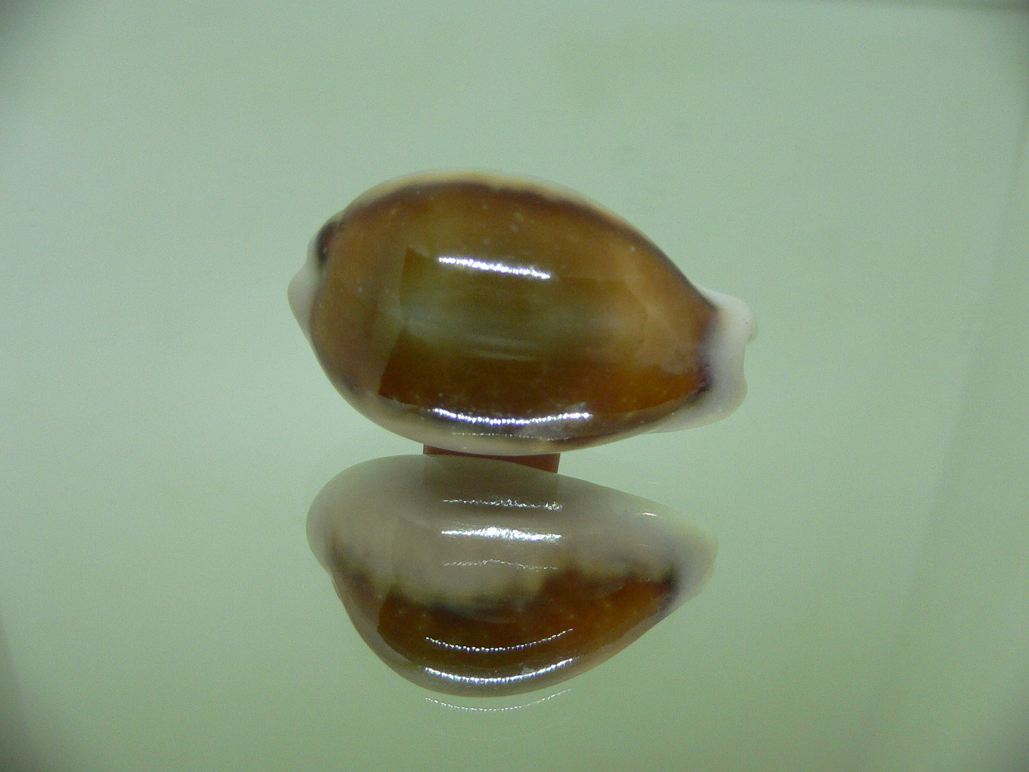 Cypraea spadicea COLOR BASE