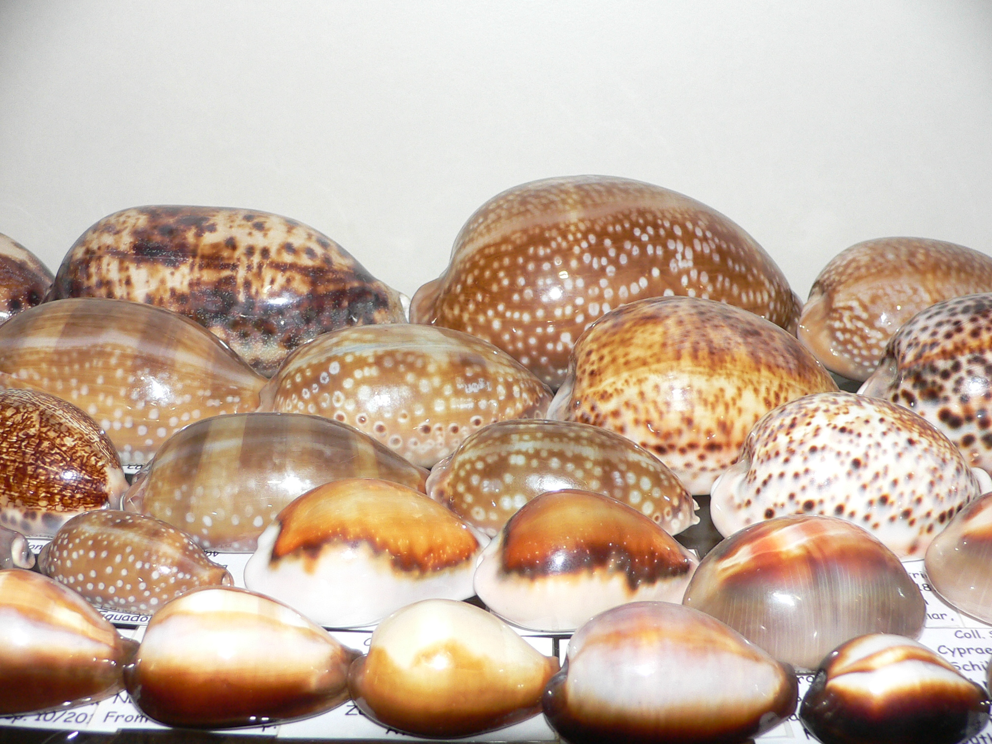 Cypraea spadicea COLOR BASE