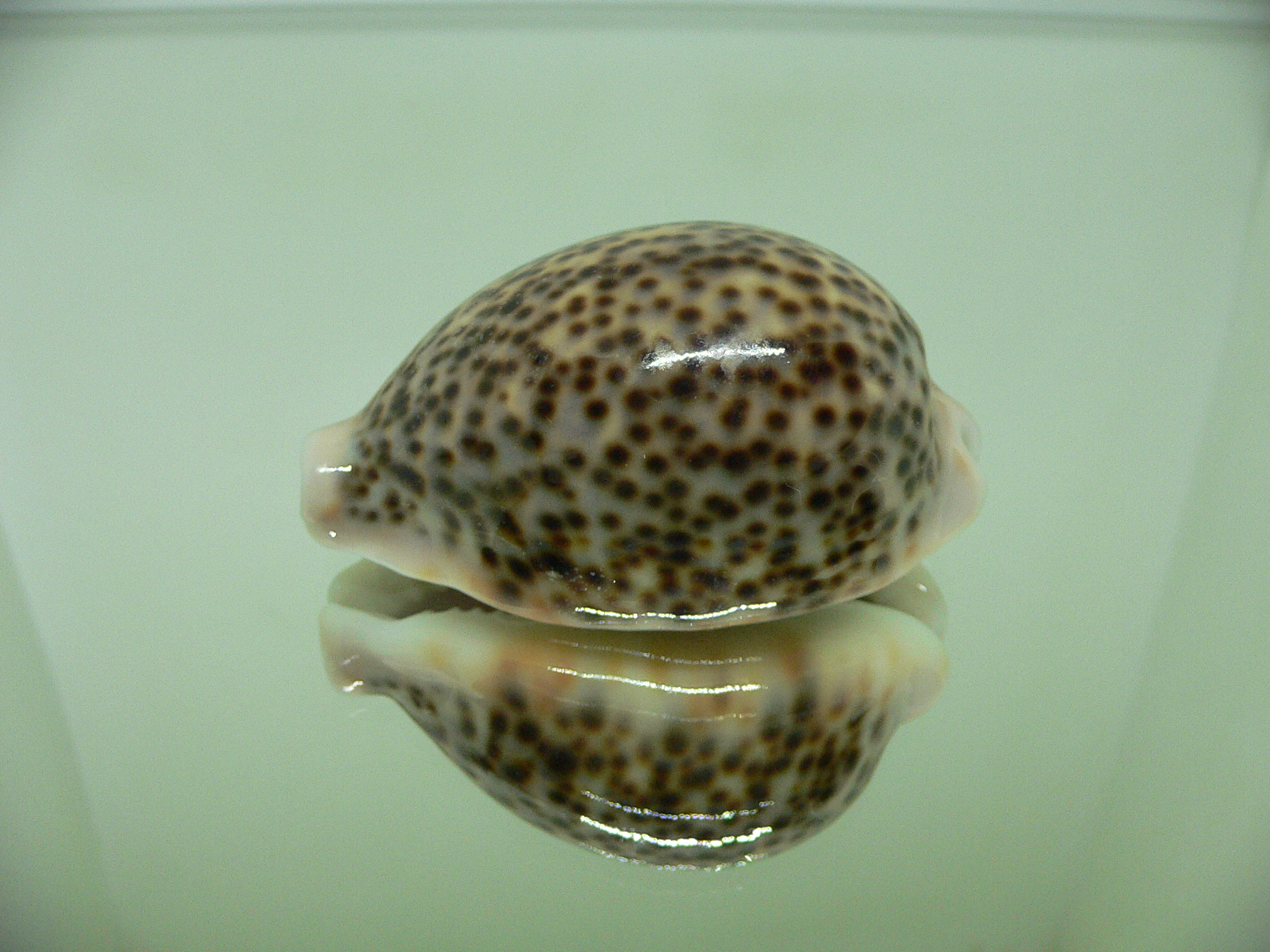 Cypraea pantherina SP.