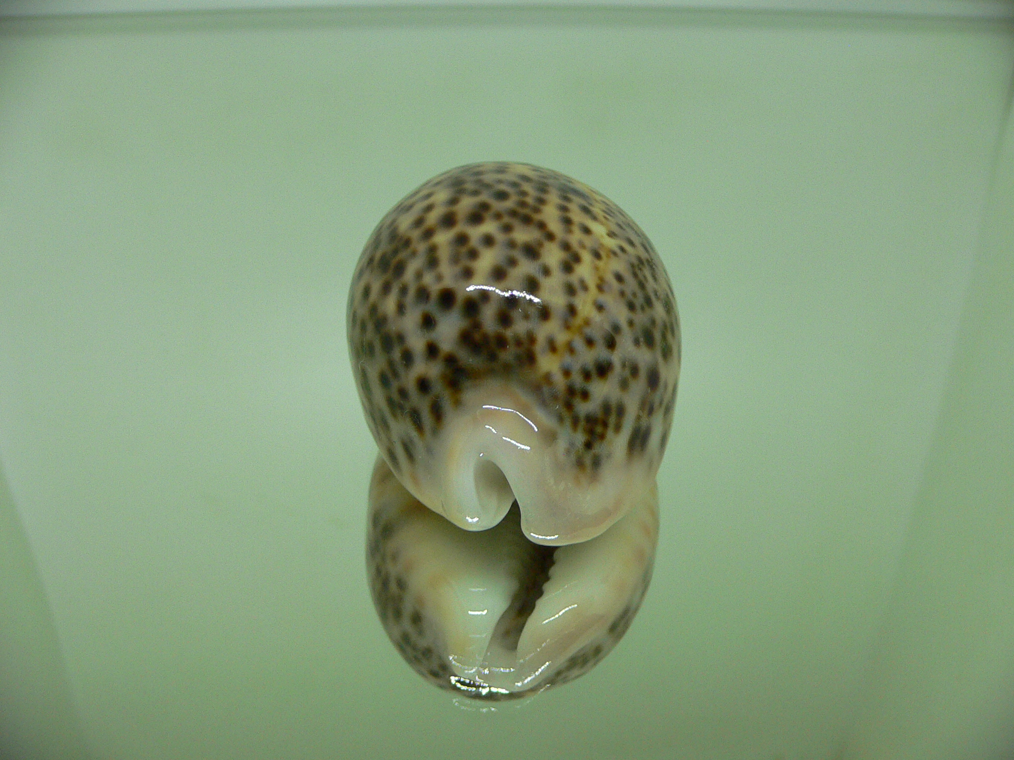 Cypraea pantherina SP.