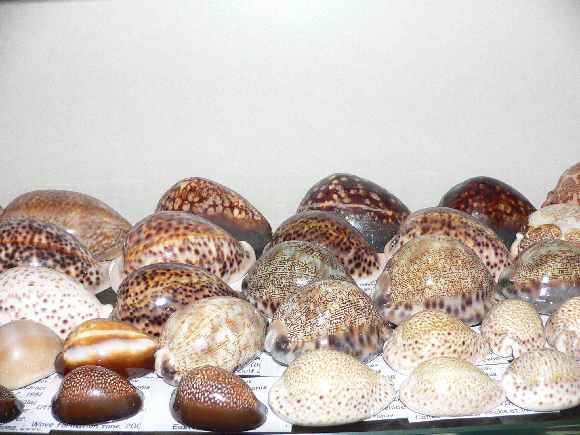 Cypraea pantherina SP.