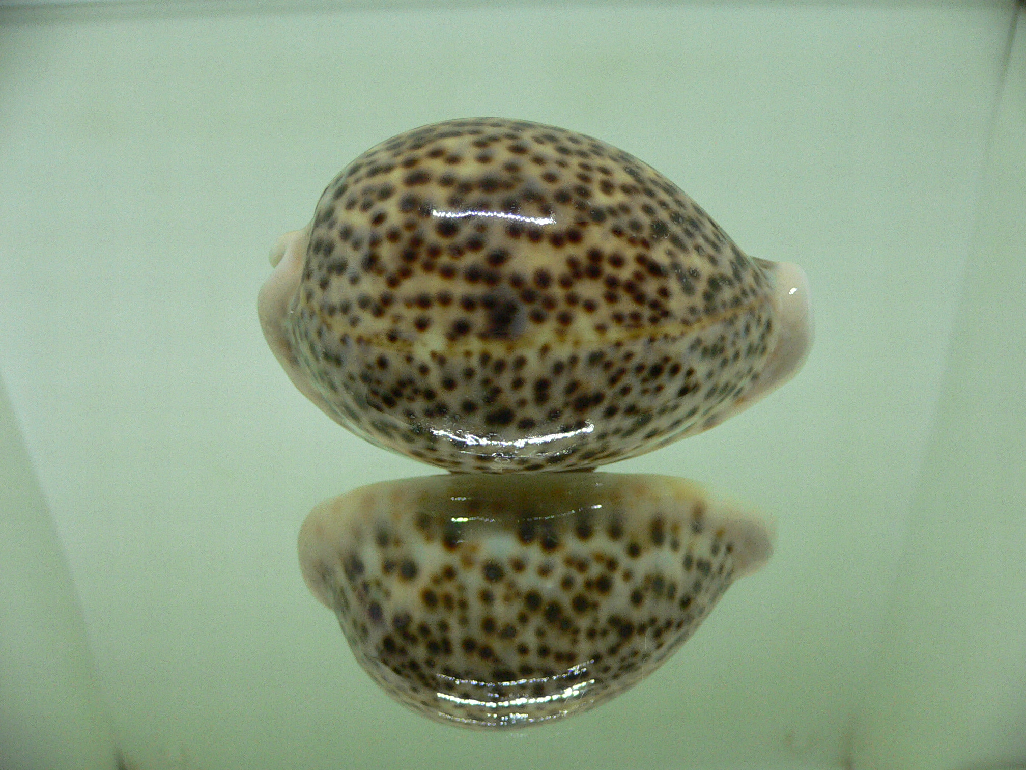 Cypraea pantherina SP.