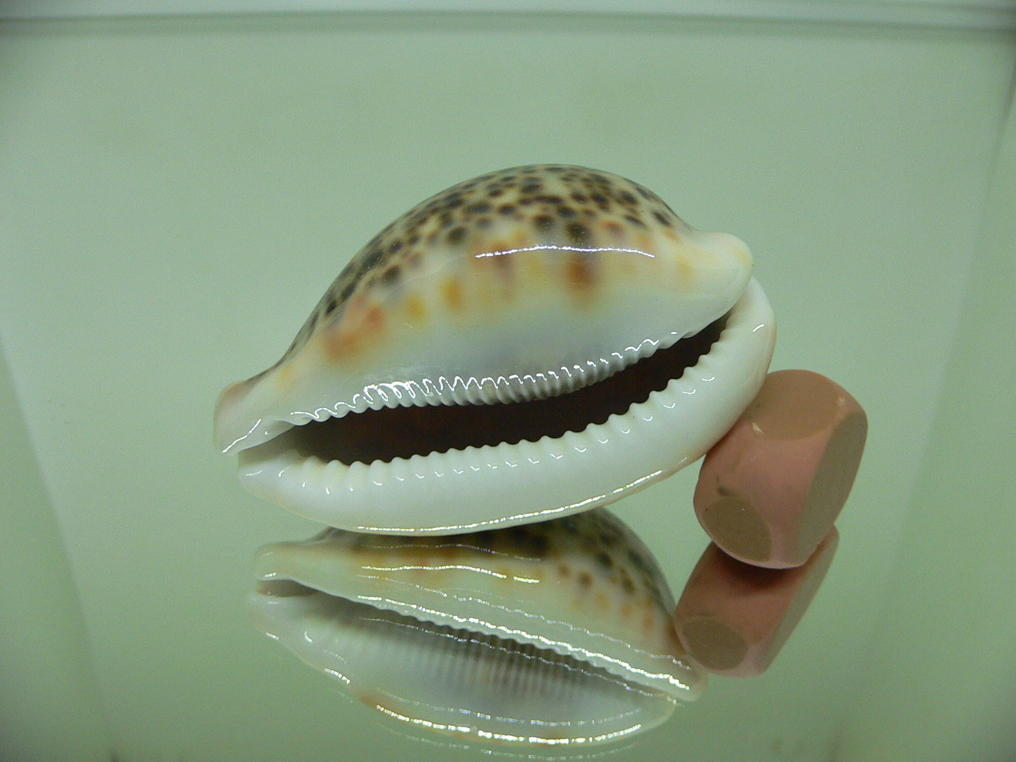 Cypraea pantherina SP.