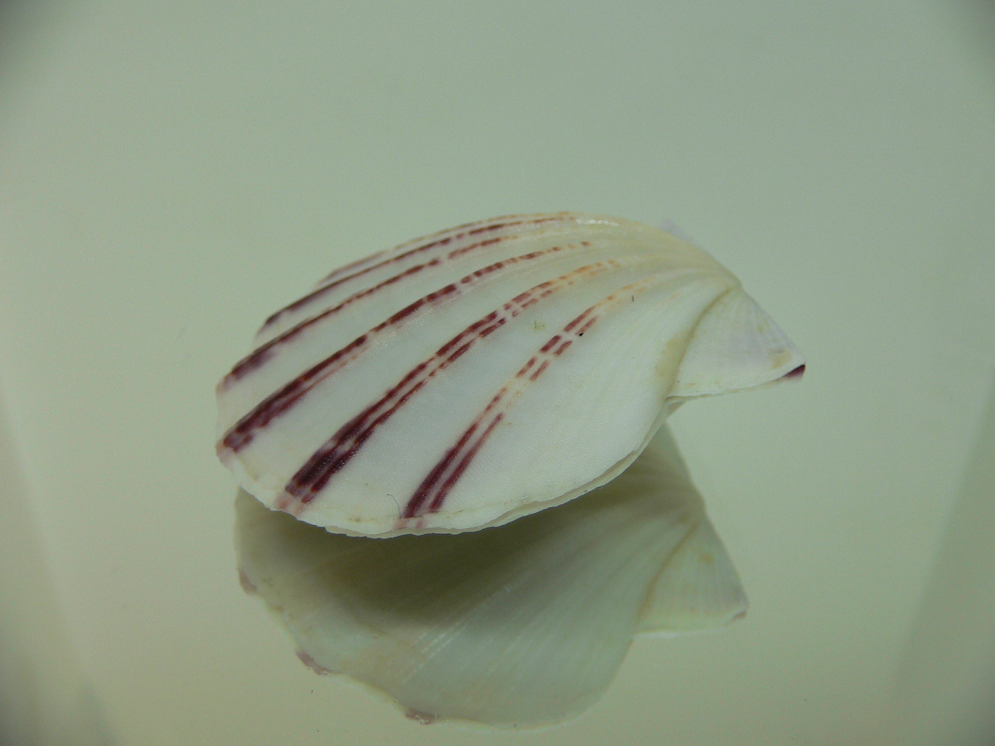 Equichlamys bifrons RARE & RAYS