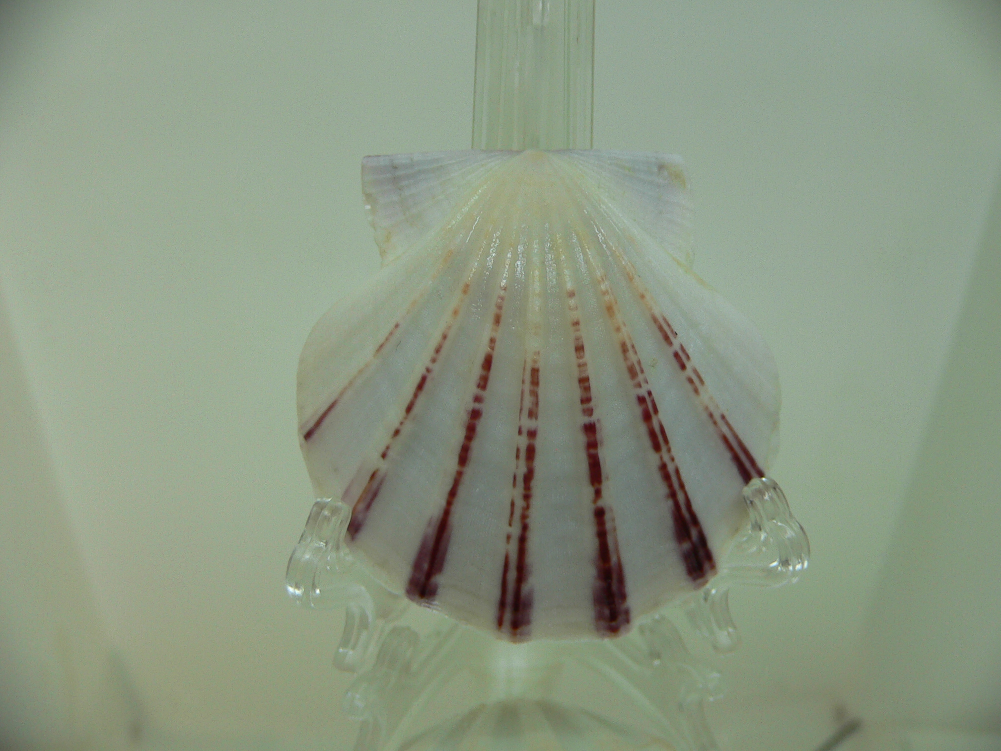 Equichlamys bifrons RARE & RAYS