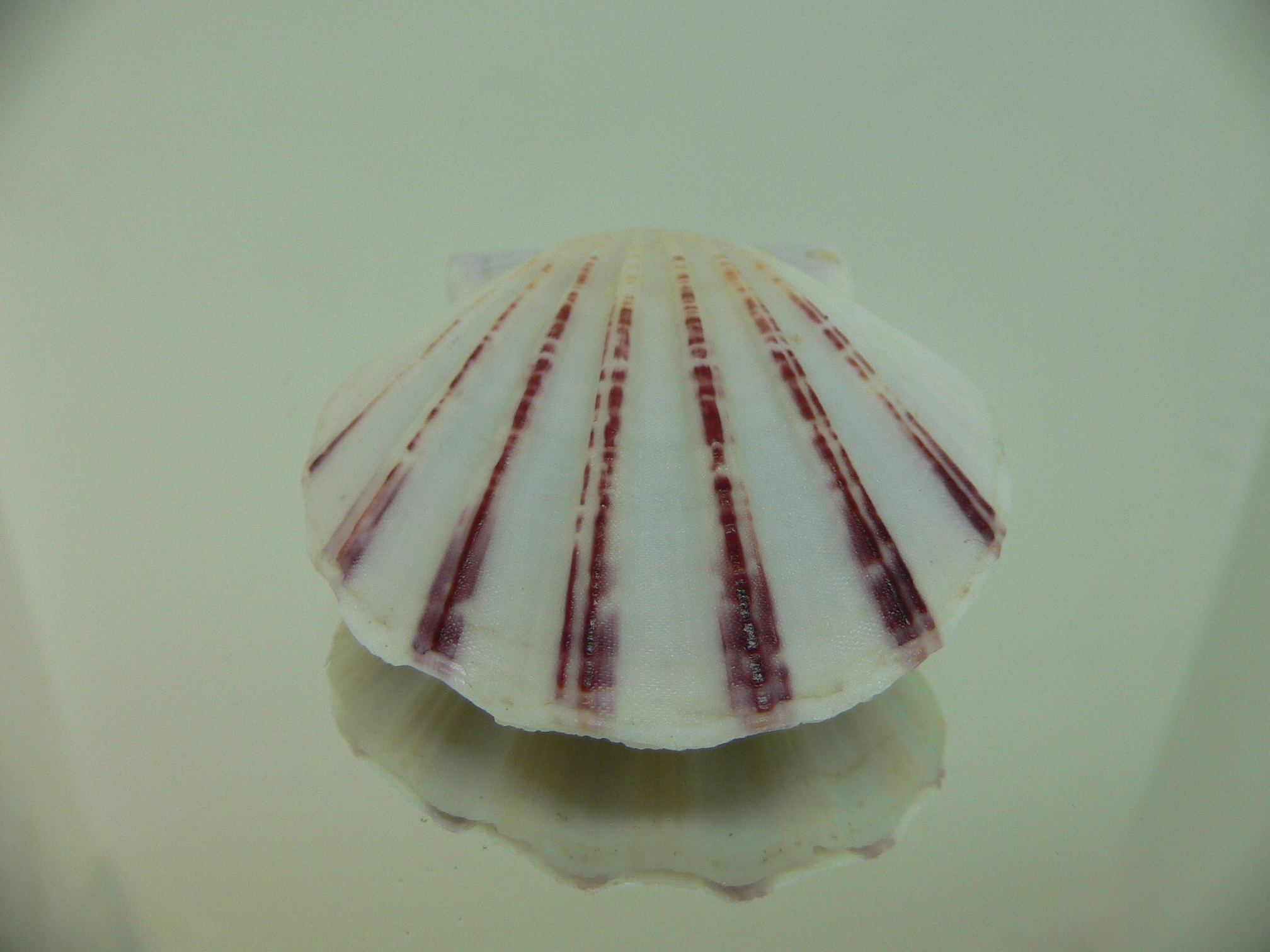 Equichlamys bifrons RARE & RAYS