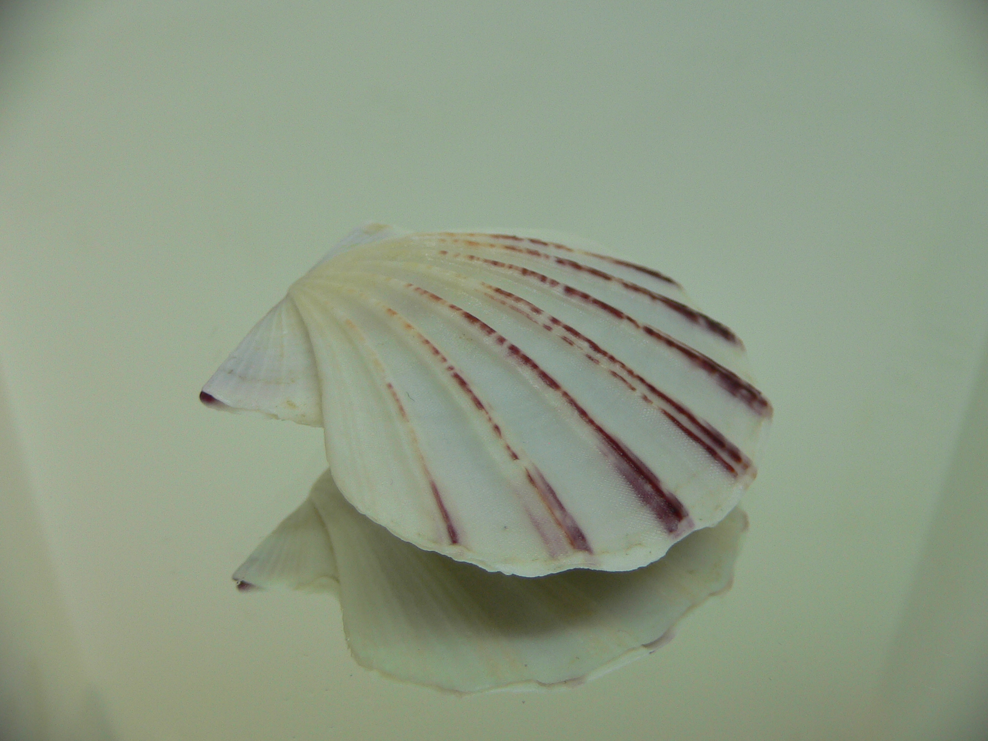 Equichlamys bifrons RARE & RAYS